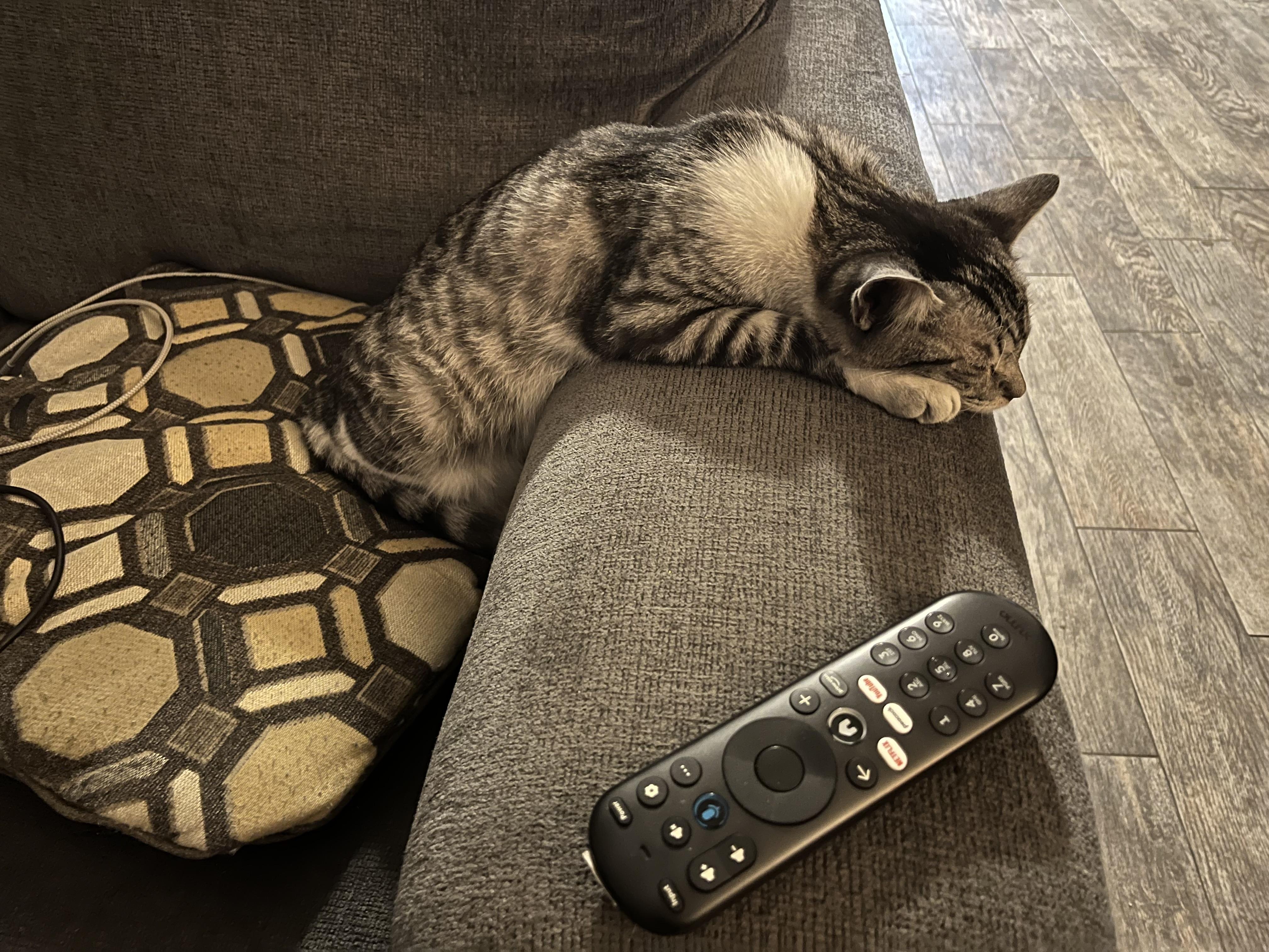 BUMBLEBEE, Adoptable, Kitten Female Tabby & Tiger.