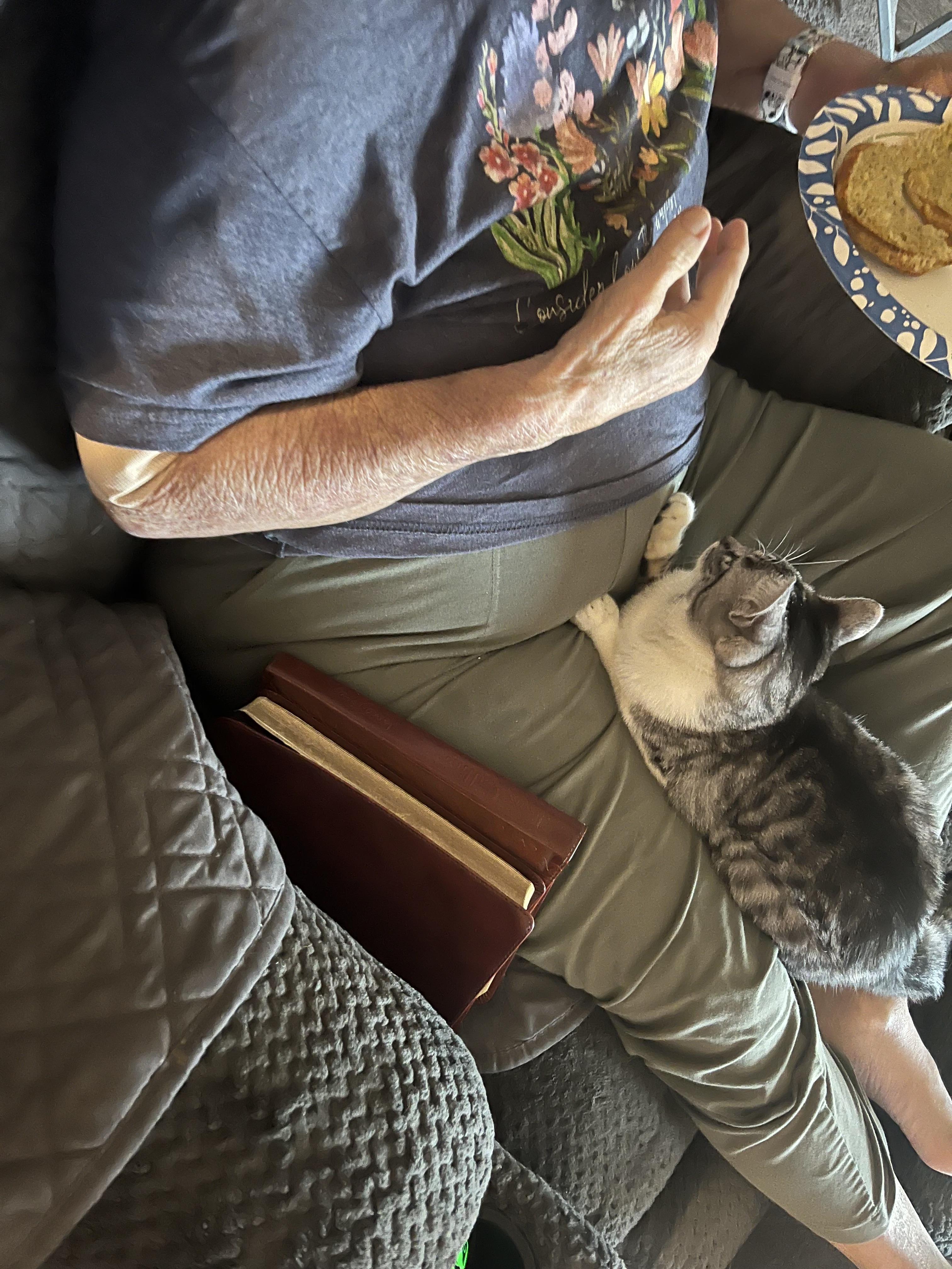 BUMBLEBEE, a Adoptable mixed breed in Palmdale, CA image 6/6