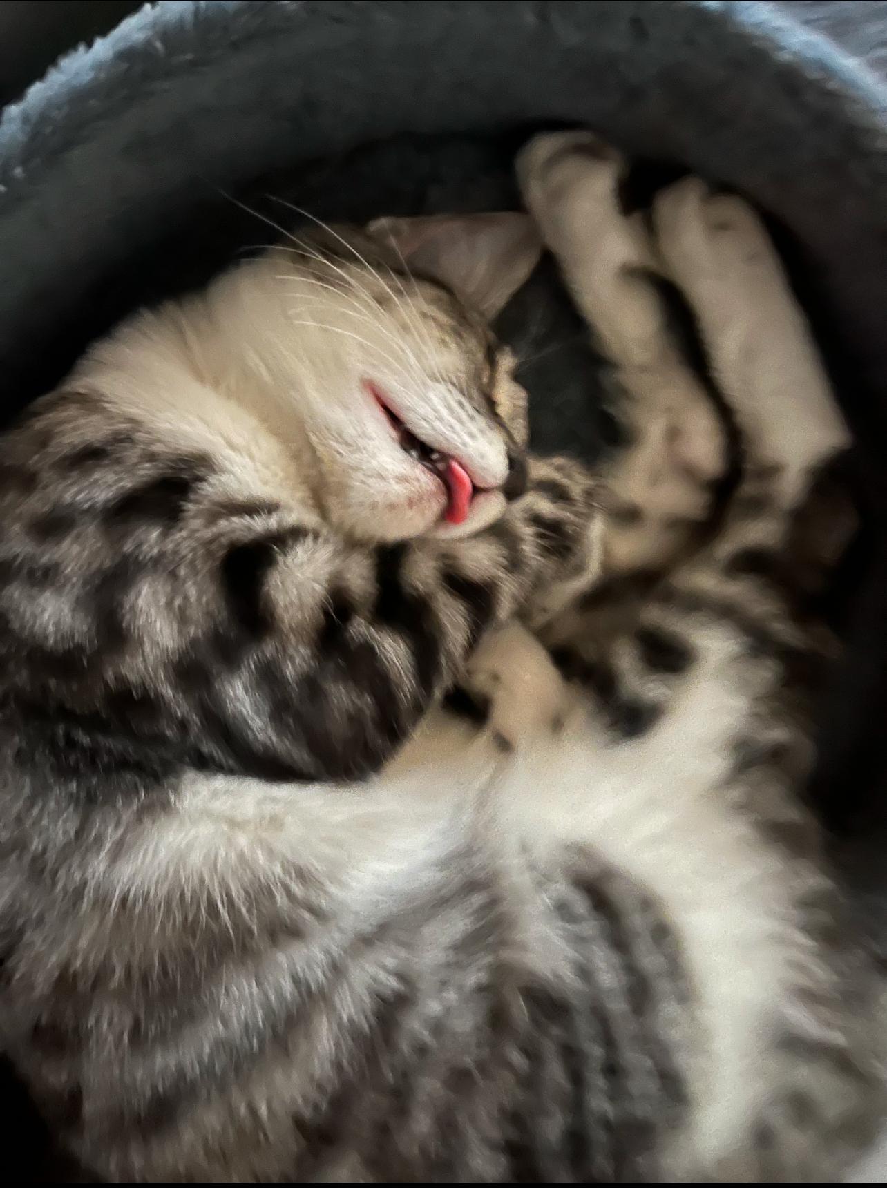 BUMBLEBEE, a Adoptable mixed breed in Palmdale, CA image 4/6