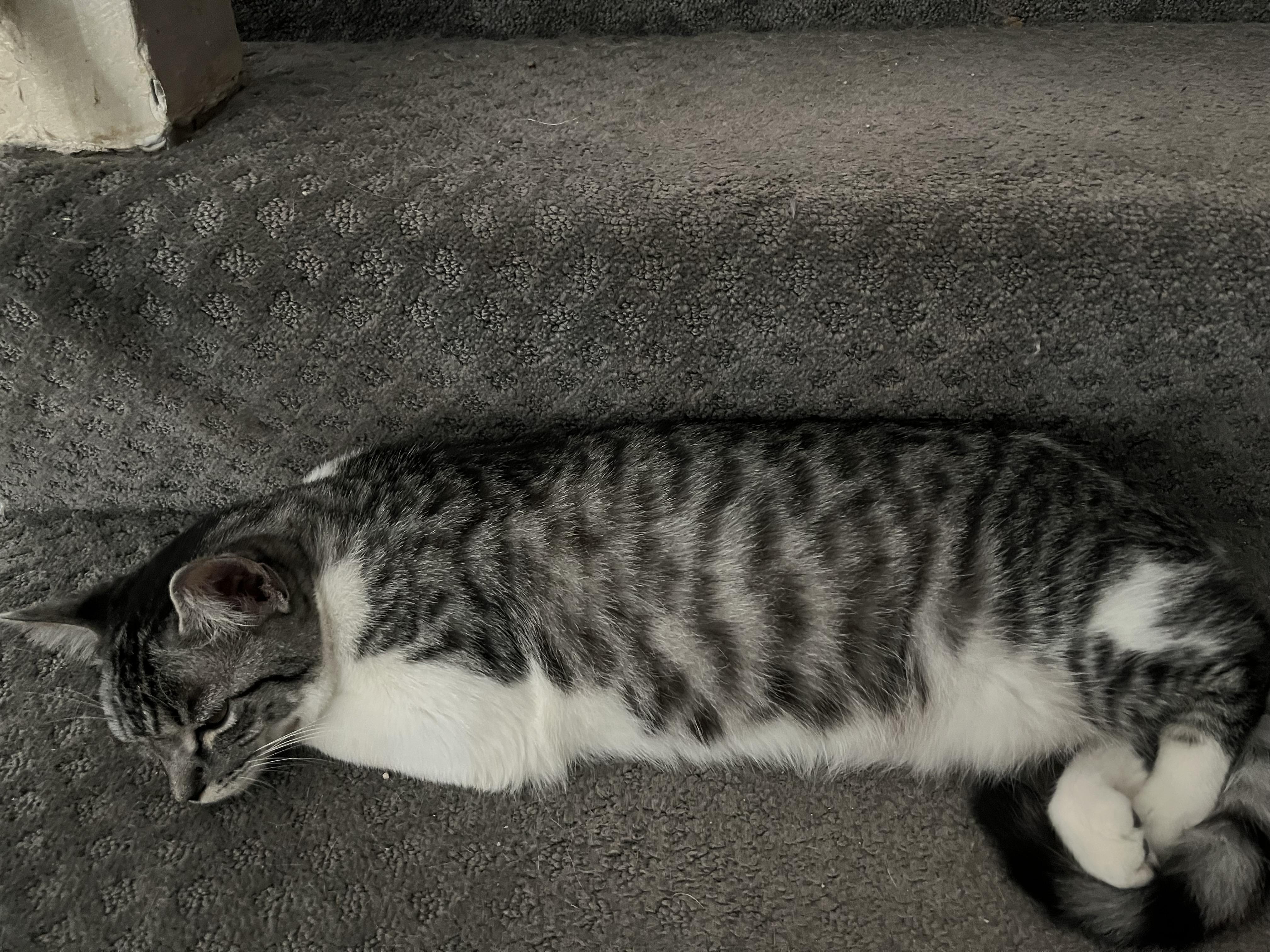 BUMBLEBEE, Adoptable, Kitten Female Tabby & Tiger.