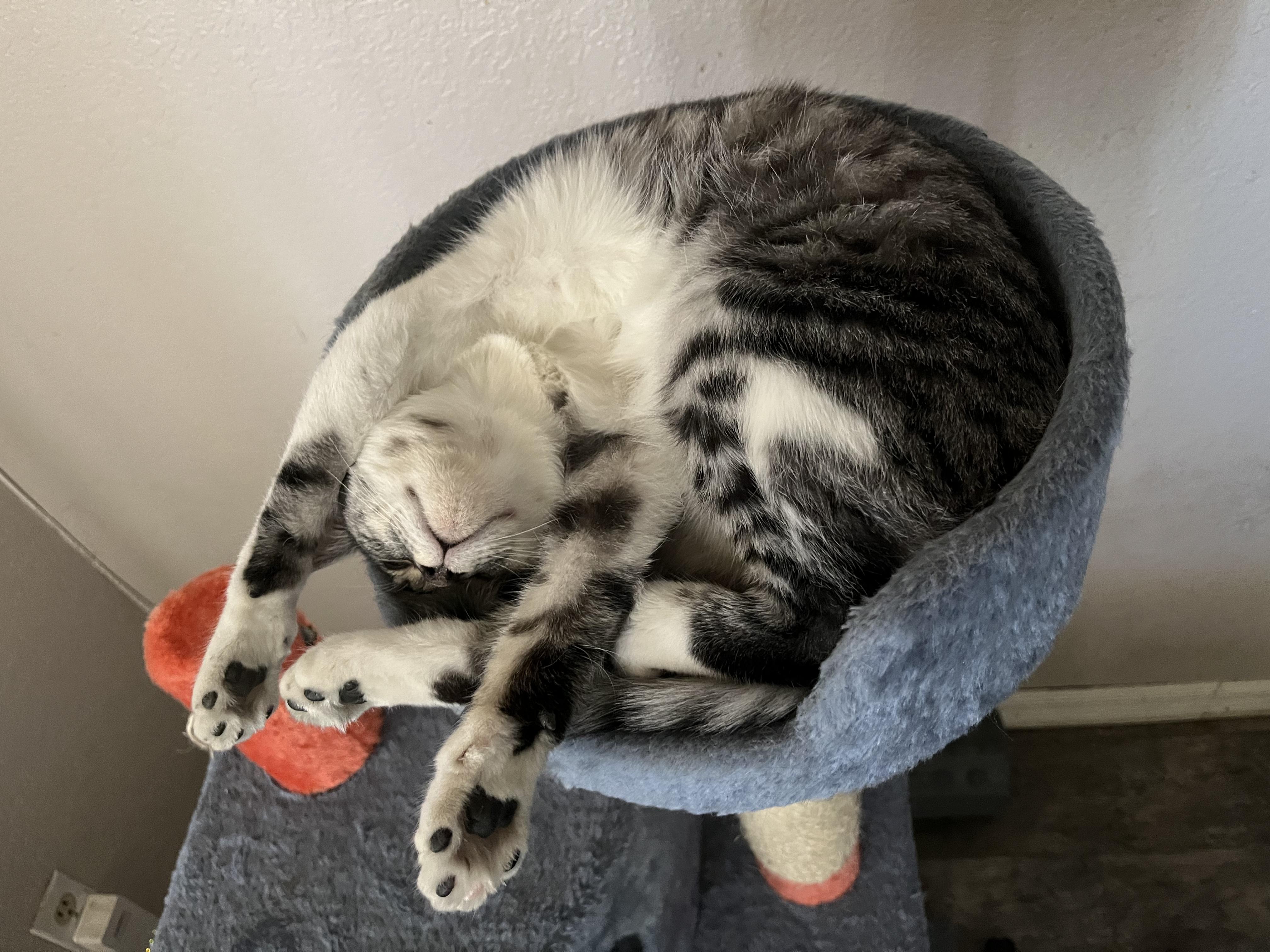 BUMBLEBEE, a Adoptable mixed breed in Palmdale, CA image 3/6