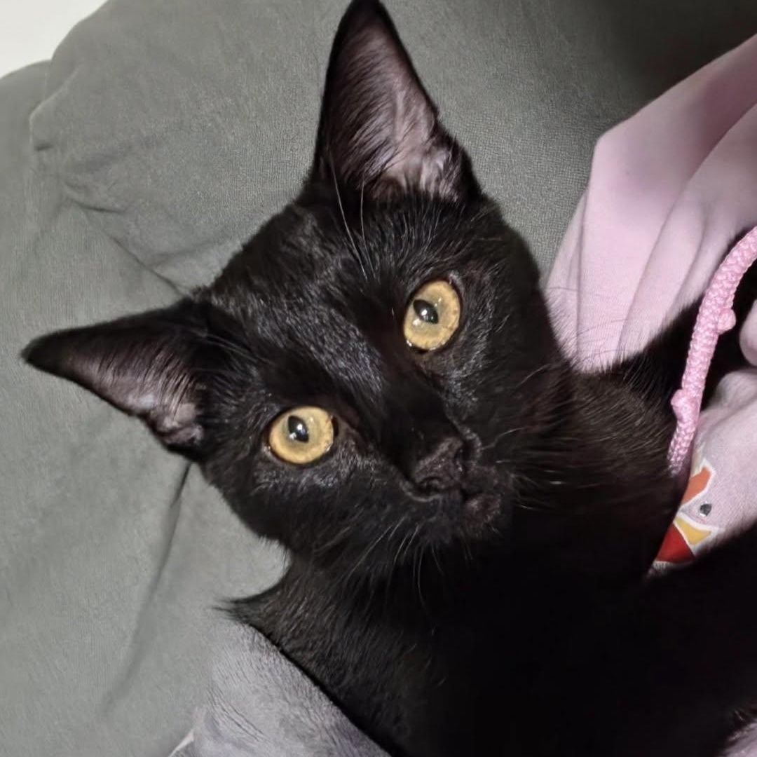 Enlarge Peter Ferguson, a Adoptable Domestic Short Hair in Denver, CO image 2/6