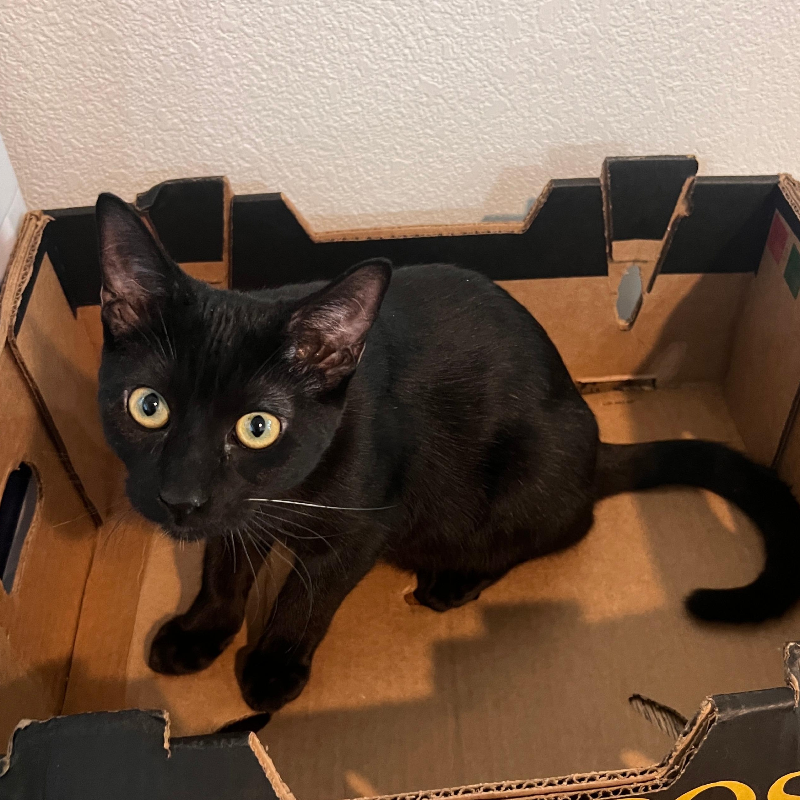 Enlarge Peter Ferguson, a Adoptable Domestic Short Hair in Denver, CO image 3/6