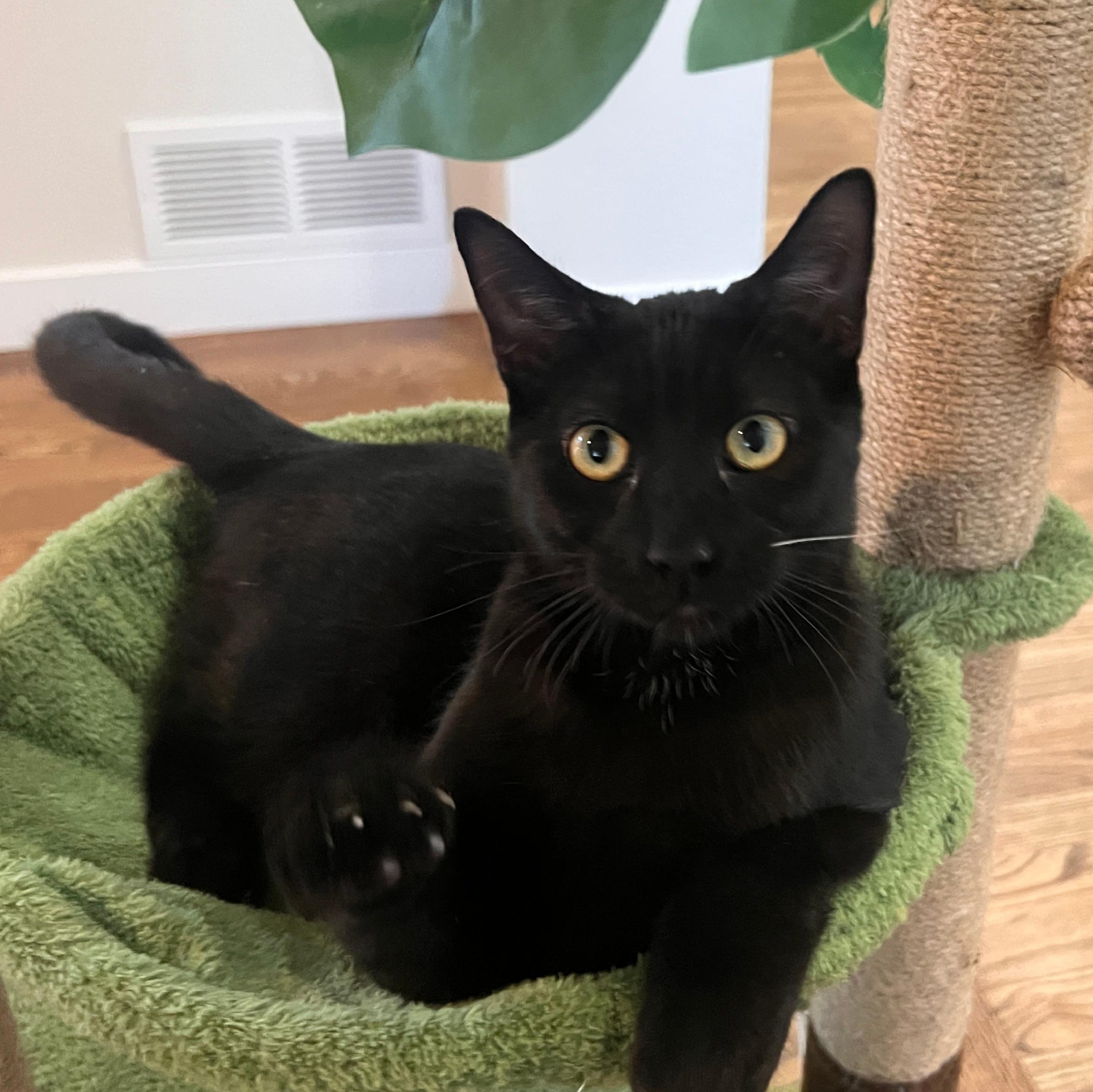 Enlarge Peter Ferguson, a Adoptable Domestic Short Hair in Denver, CO image 4/6