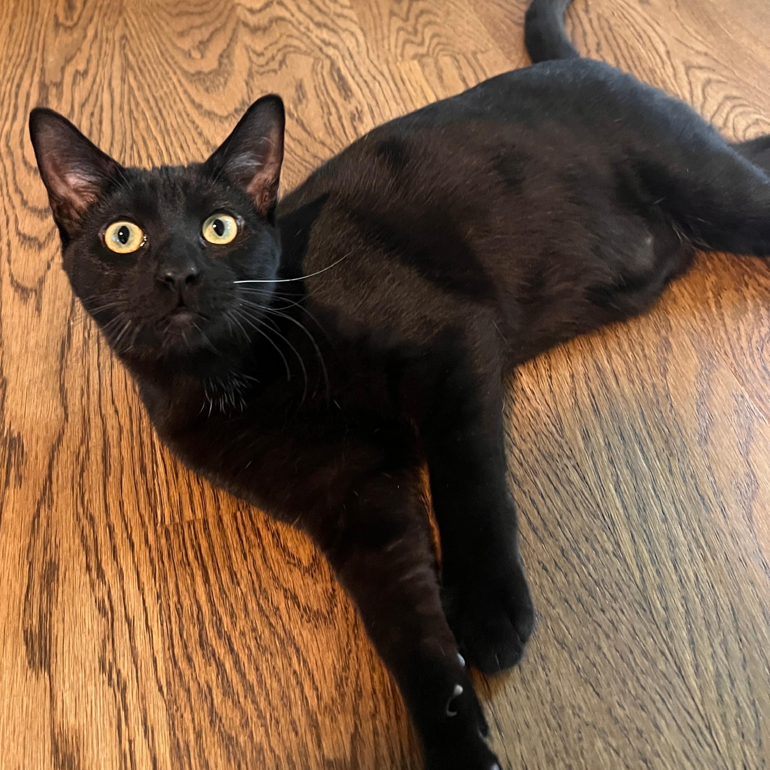 Peter Ferguson, Adoptable, Kitten Male Domestic Short Hair.