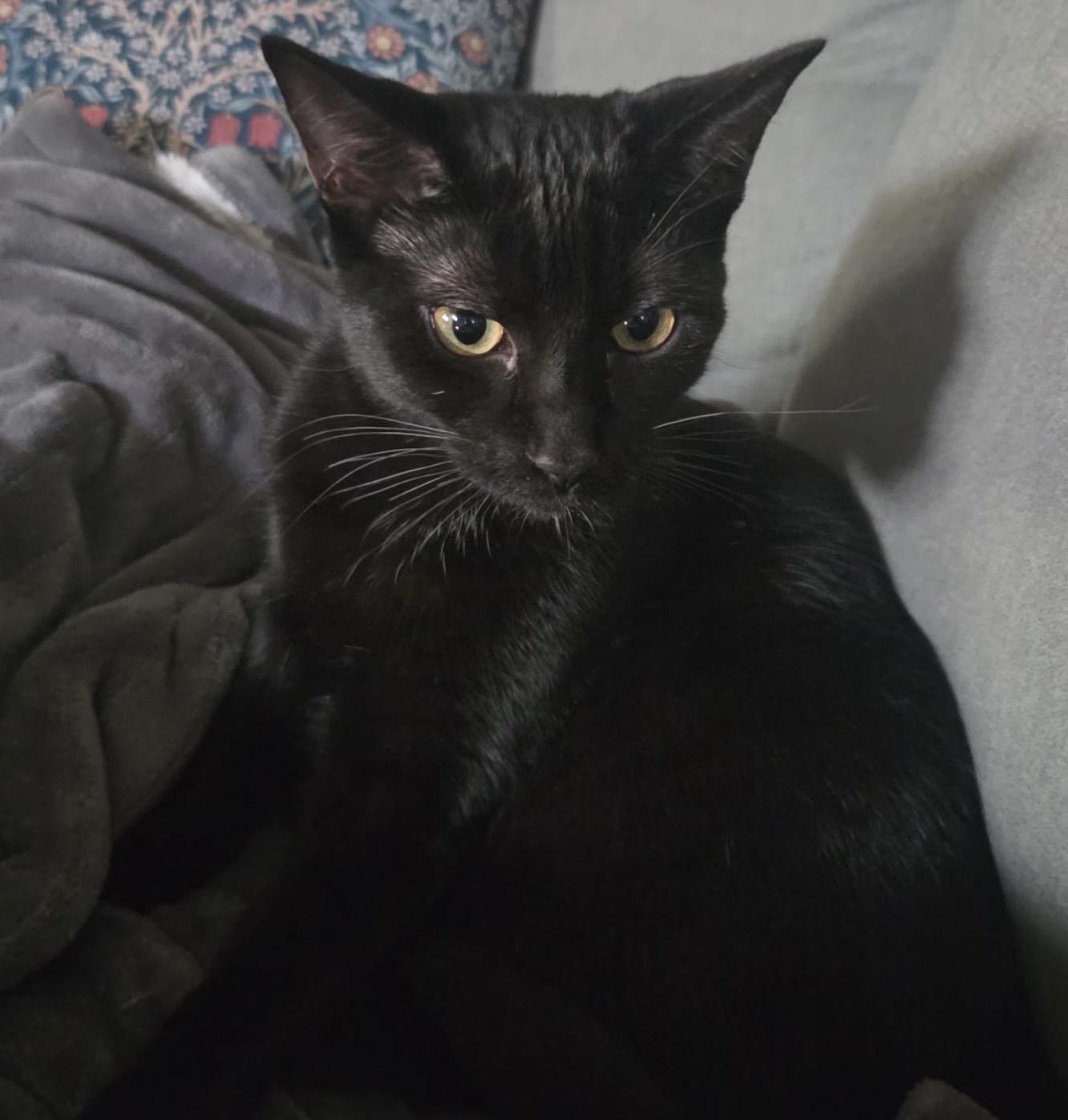 Enlarge Peter Ferguson, a Adoptable Domestic Short Hair in Denver, CO image 6/6