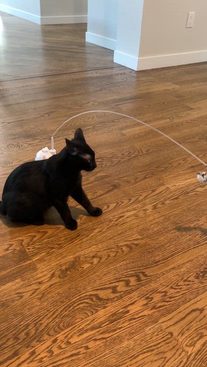 Enlarge Peter Ferguson, a Adoptable Domestic Short Hair in Denver, CO video 5/6