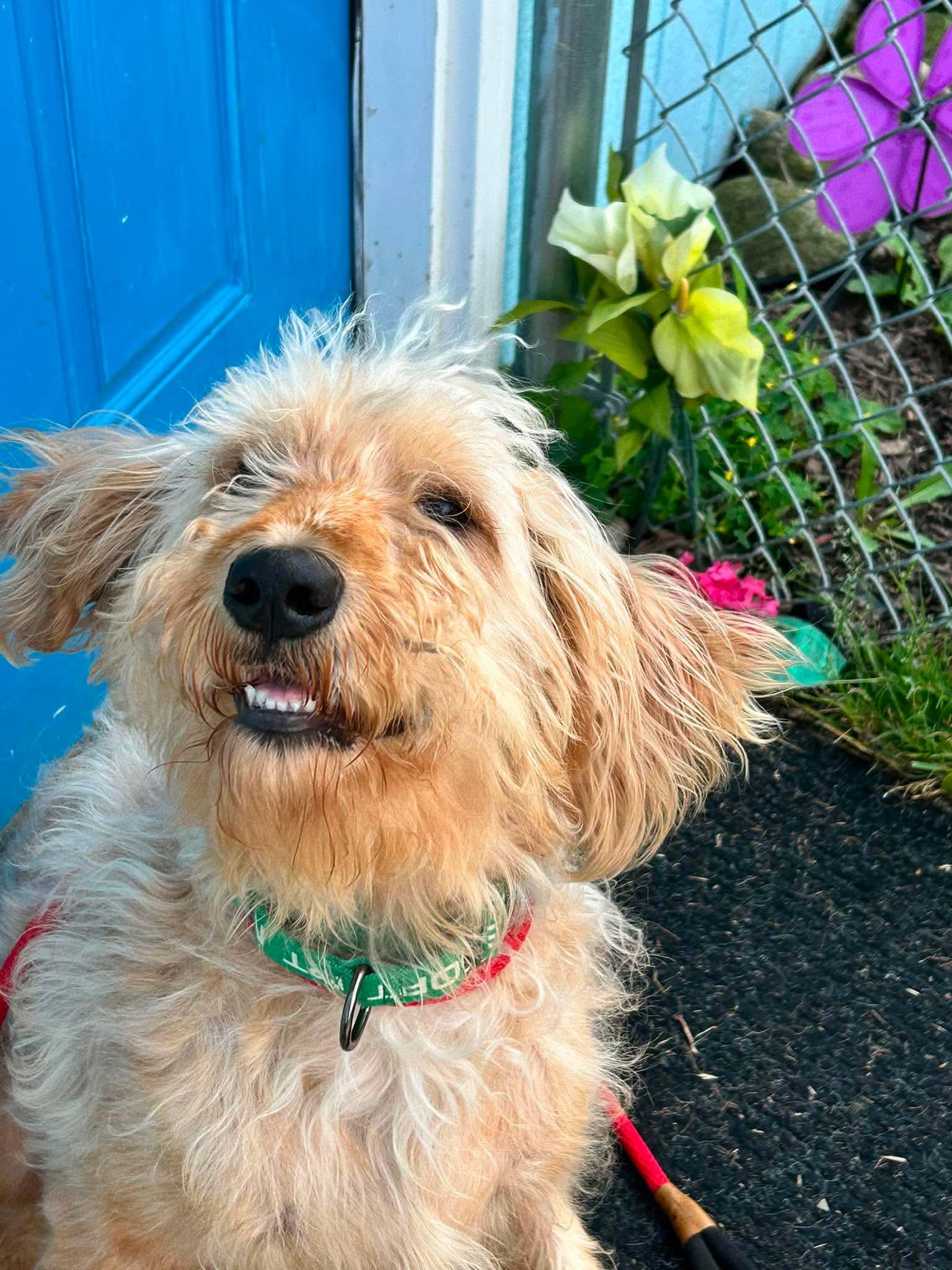 Bubba, an adopted mixed breed in Brunswick, OH image 5/5