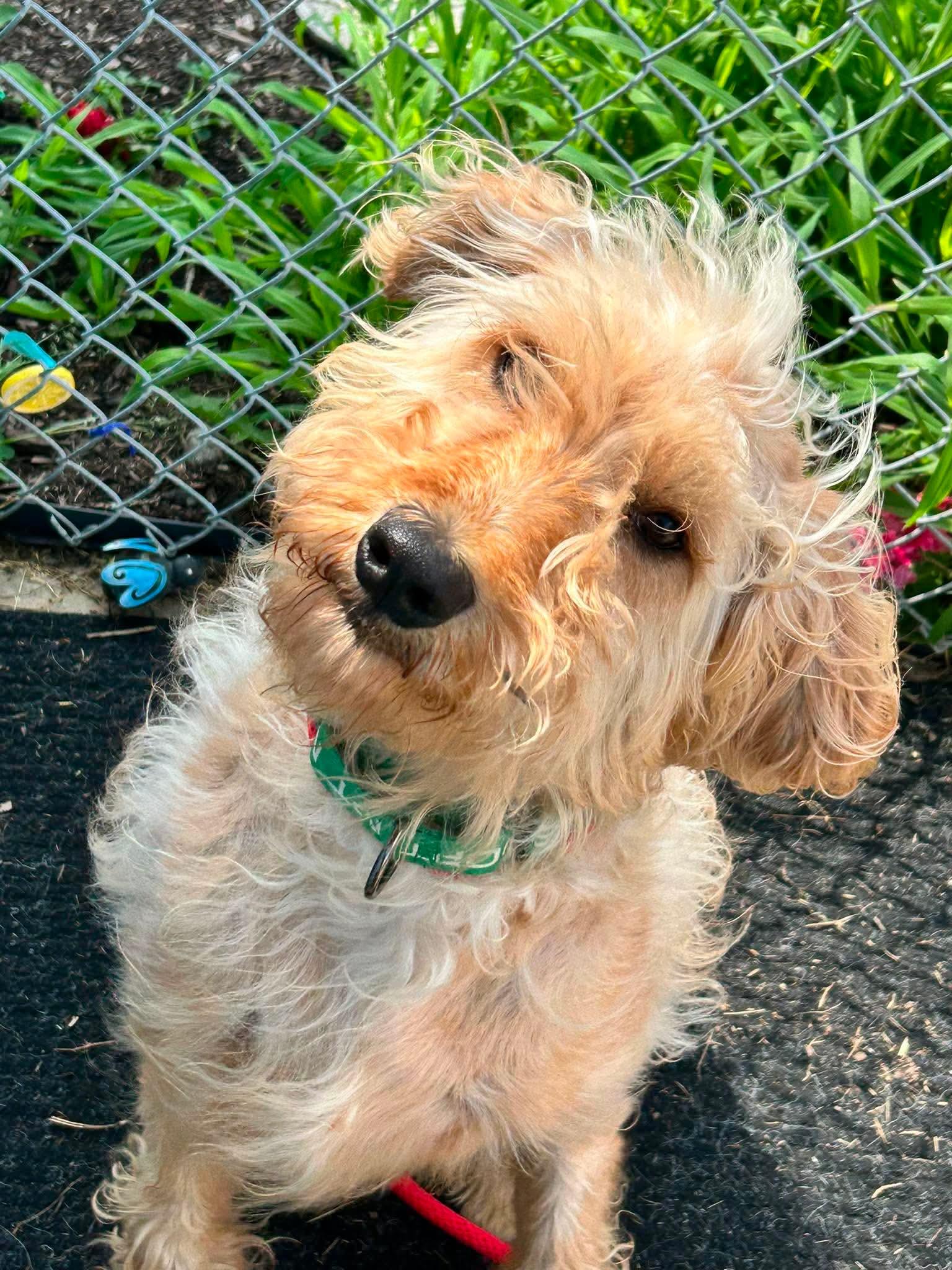 Bubba, an adopted mixed breed in Brunswick, OH image 3/5