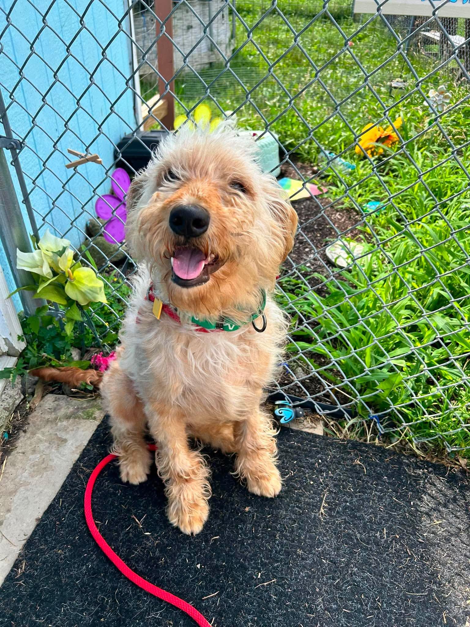 Bubba, adopted, Young Male Standard Poodle & Yellow Labrador Retriever.
