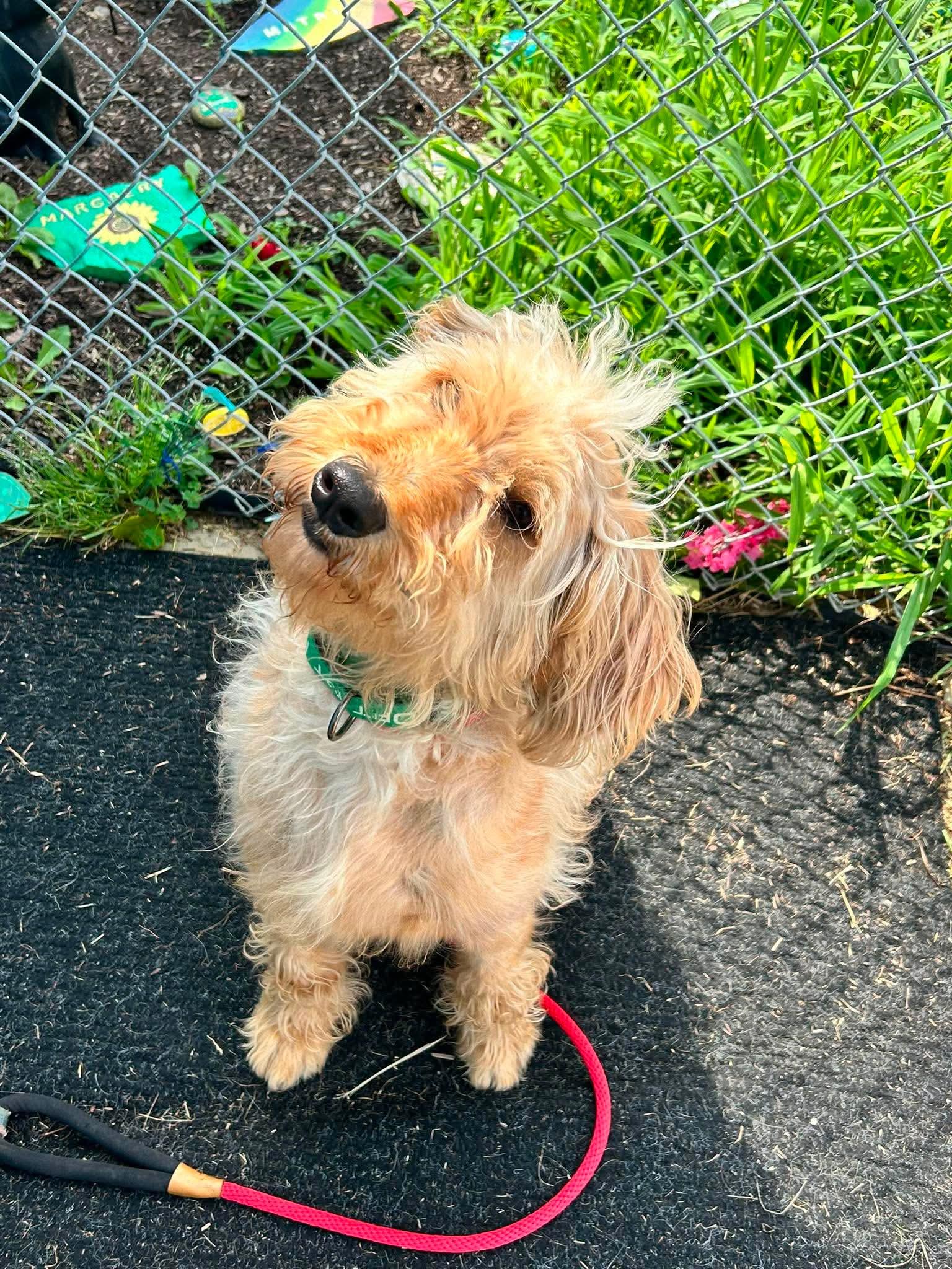 Bubba, an adopted mixed breed in Brunswick, OH image 4/5