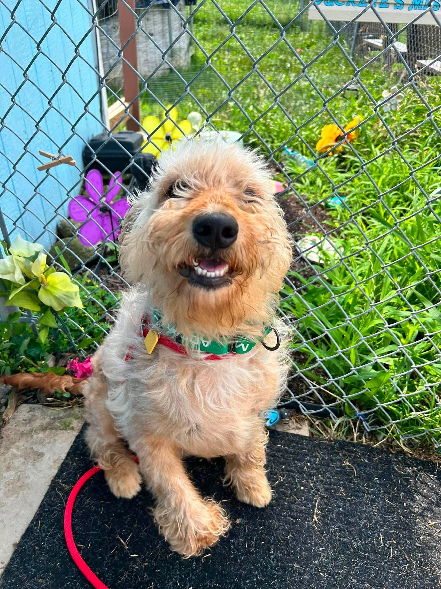 Bubba, an adopted mixed breed in Brunswick, OH image 2/5