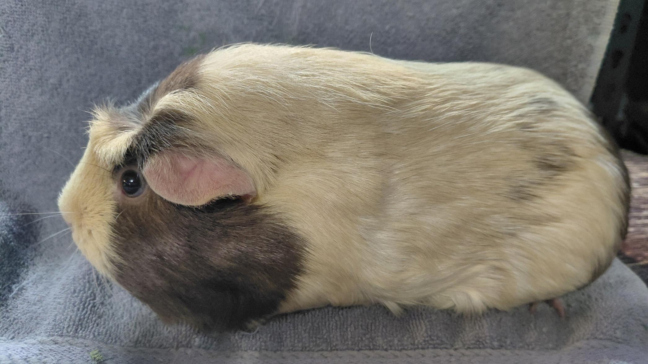 Graham Cracker, adopted, Adult Female Guinea Pig.
