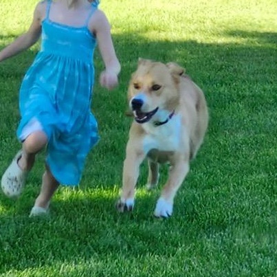 Apollo, a ADOPTABLE mixed breed in Scarborough, ON image 5/6