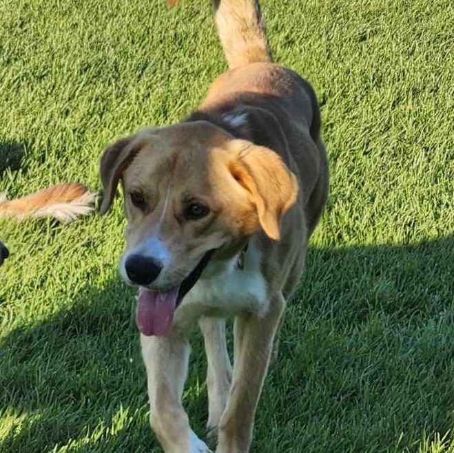 Apollo, a ADOPTABLE mixed breed in Scarborough, ON image 3/6