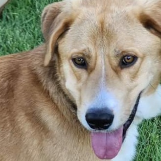 Apollo, a ADOPTABLE mixed breed in Scarborough, ON image 1/6