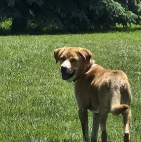 Apollo, a ADOPTABLE mixed breed in Scarborough, ON image 6/6