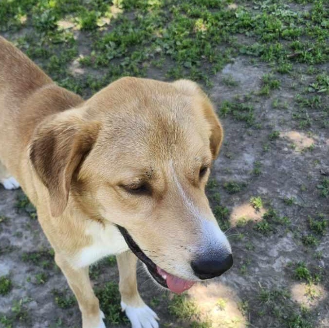 Apollo, a ADOPTABLE mixed breed in Scarborough, ON image 4/6