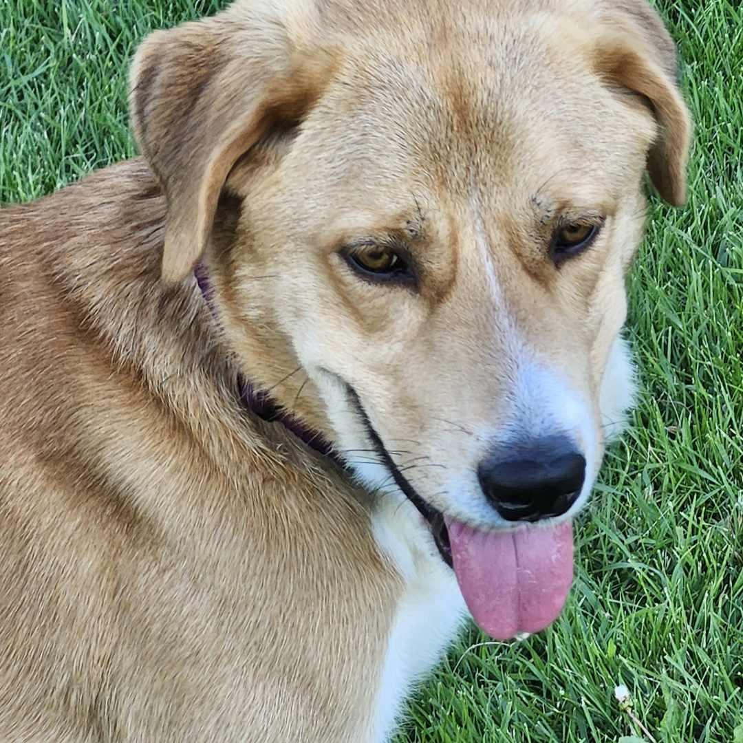 Apollo, a ADOPTABLE mixed breed in Scarborough, ON image 2/6