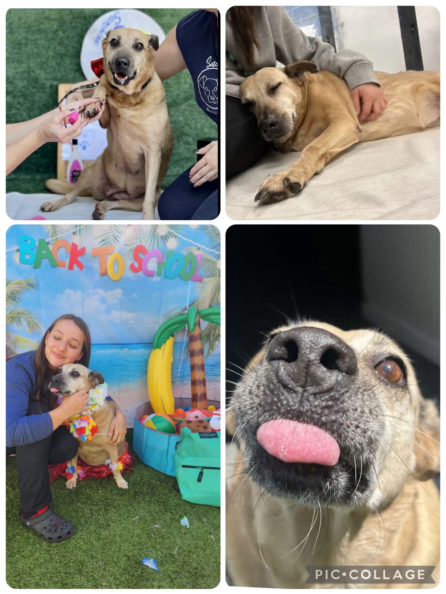 Enlarge Sweet Sofia... Sad & Still homeless Sofia, a Adopted mixed breed in RIDGEFIELD, CT image 4/6