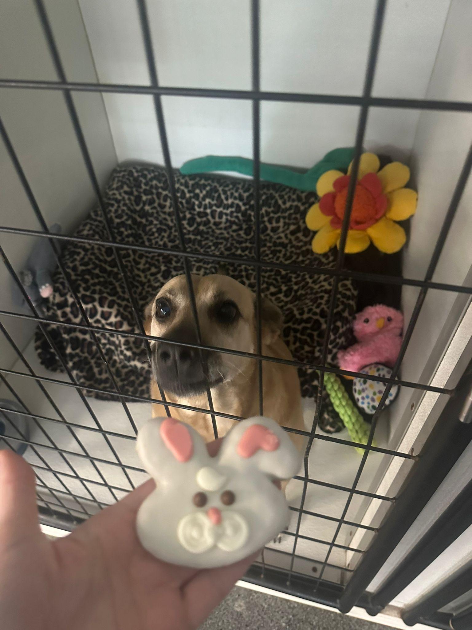 Sweet Sofia... Sad & Still homeless Sofia, Adopted, Senior Female Black Mouth Cur & Labrador Retriever.