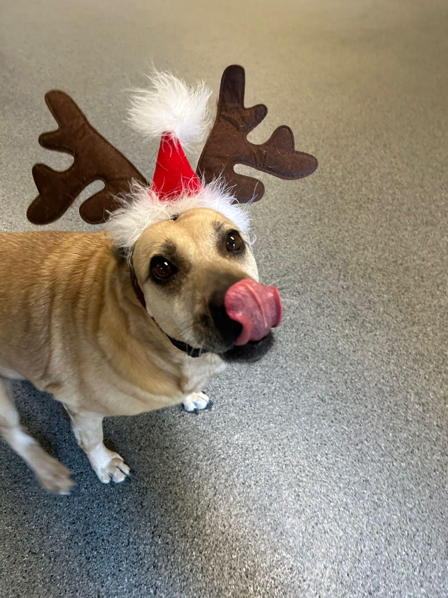 Enlarge Sweet Sofia... Sad & Still homeless Sofia, a Adopted mixed breed in RIDGEFIELD, CT image 5/6