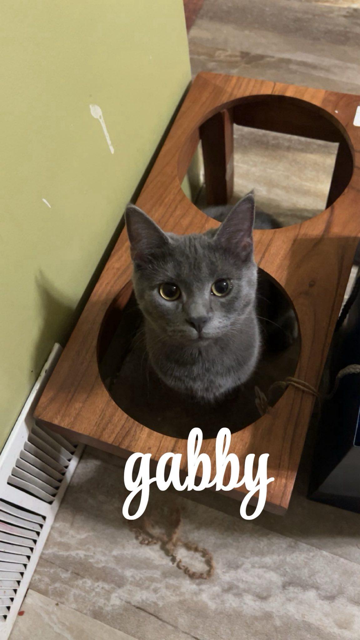 Enlarge Gabby, a Adoptable Domestic Short Hair in Clymer, PA image 3/6