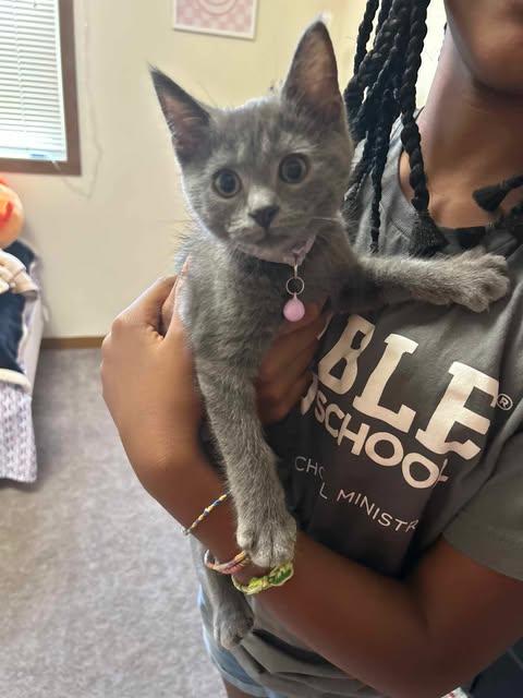 Enlarge Gabby, a Adoptable Domestic Short Hair in Clymer, PA image 6/6