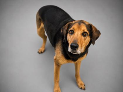 Sampson (Bonded w/ Delilah), a Adoptable mixed breed in Bowling Green, KY image 1/3