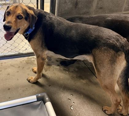Sampson (Bonded w/ Delilah), a Adoptable mixed breed in Bowling Green, KY image 2/3