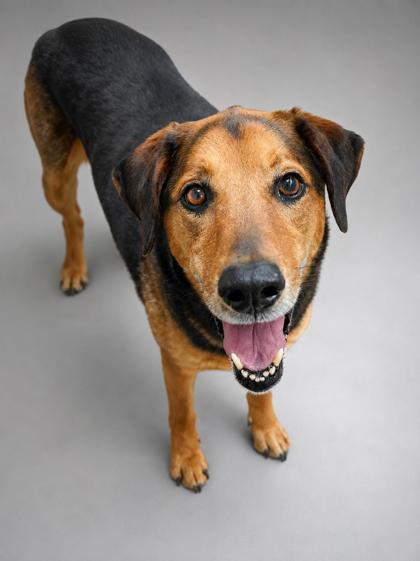 Sampson (Bonded w/ Delilah), a Adoptable mixed breed in Bowling Green, KY image 3/3