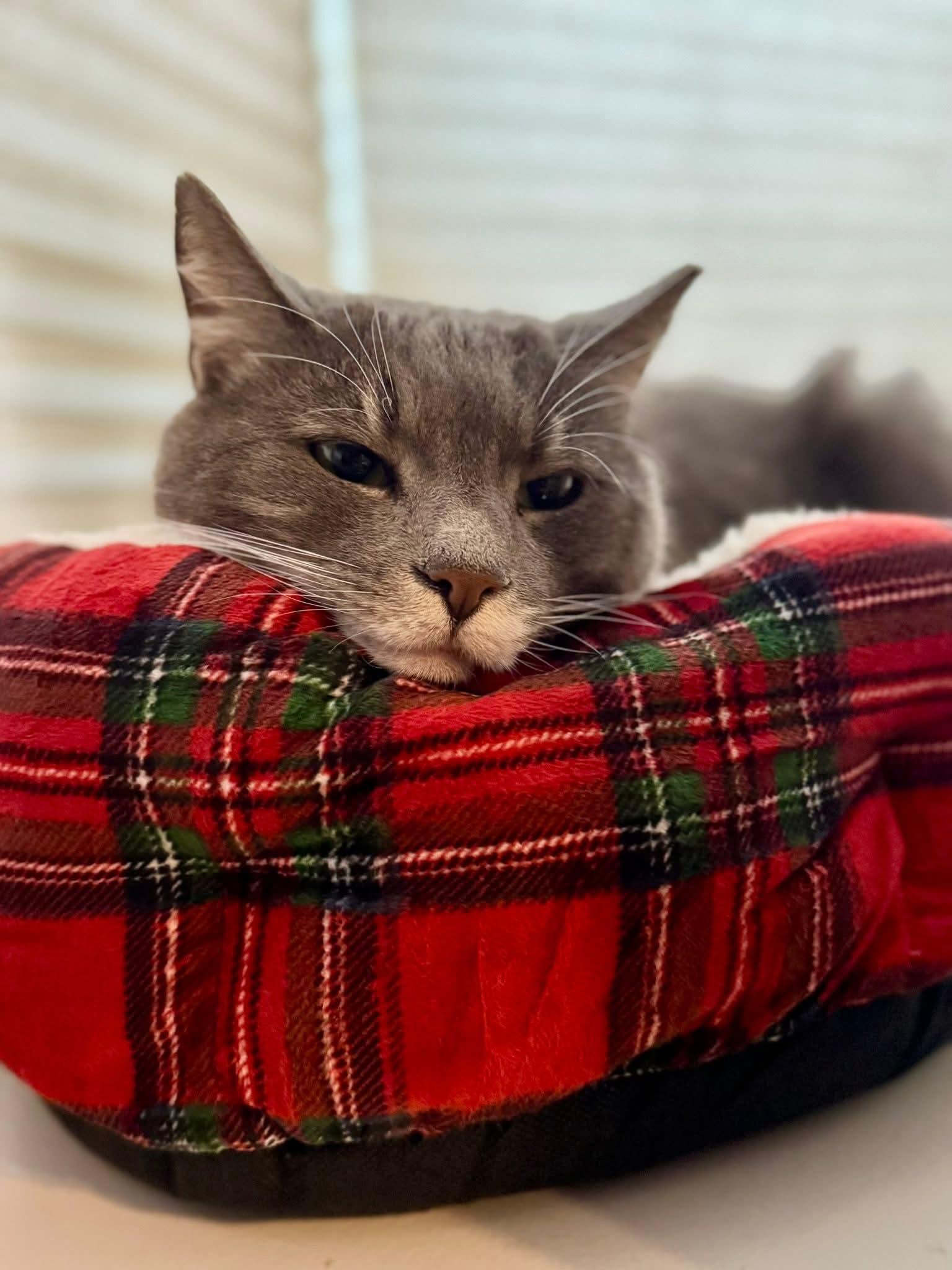 Cosmo, a ADOPTABLE Domestic Short Hair in Mullica Hill, NJ image 5/6