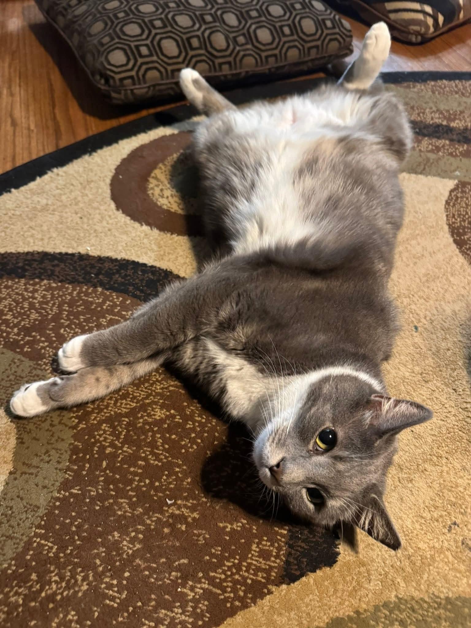 Cosmo, a ADOPTABLE Domestic Short Hair in Mullica Hill, NJ image 2/6