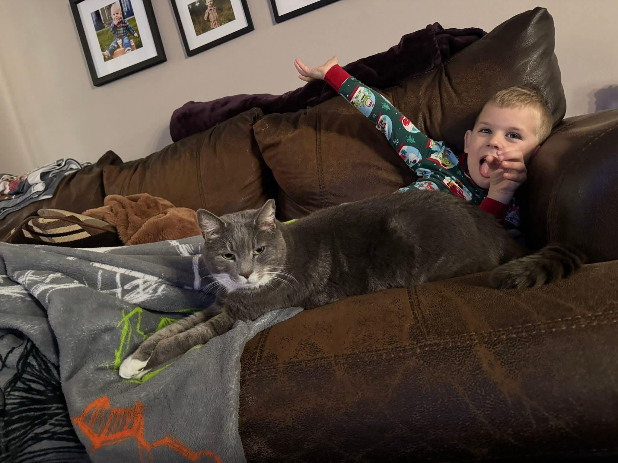 Cosmo, a ADOPTABLE Domestic Short Hair in Mullica Hill, NJ image 3/6