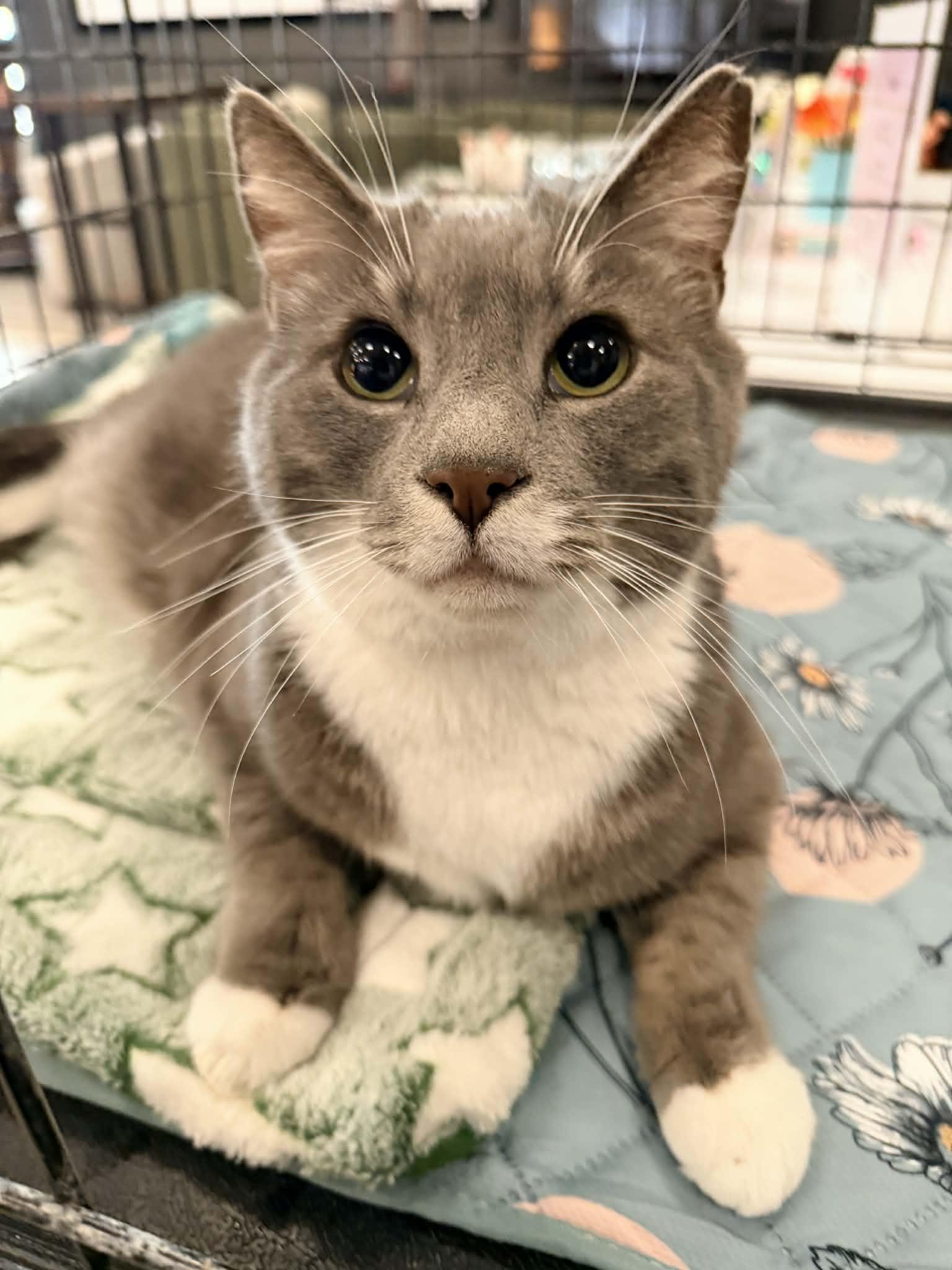 Cosmo, ADOPTABLE, Adult Male Domestic Short Hair.