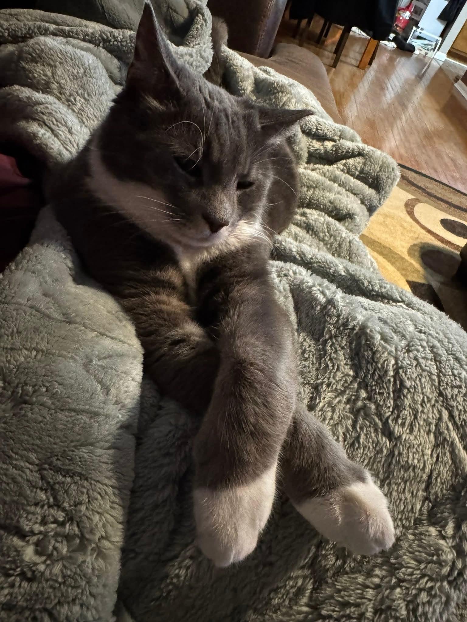 Cosmo, a ADOPTABLE Domestic Short Hair in Mullica Hill, NJ image 6/6