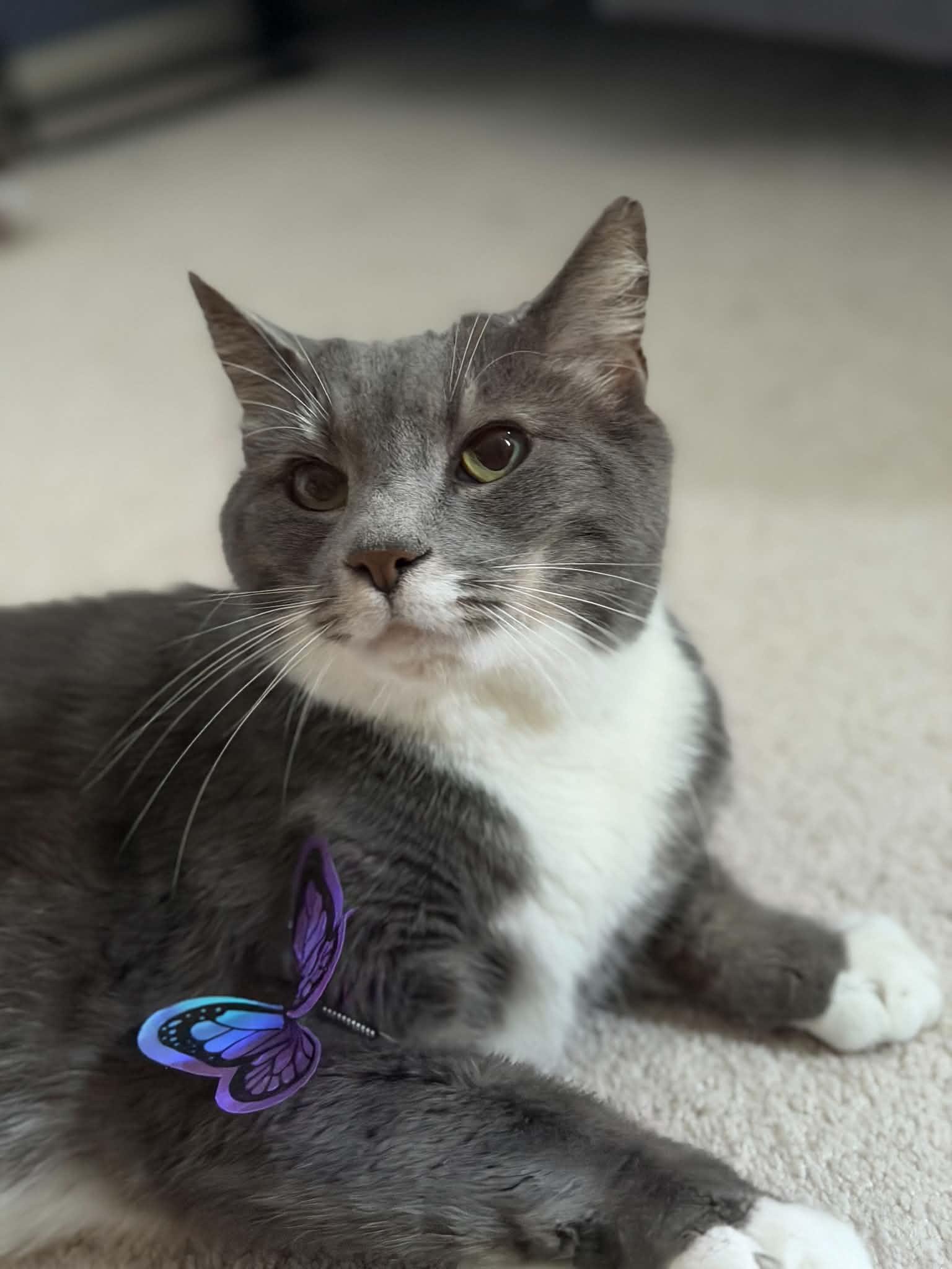 Cosmo, ADOPTABLE, Adult Male Domestic Short Hair.
