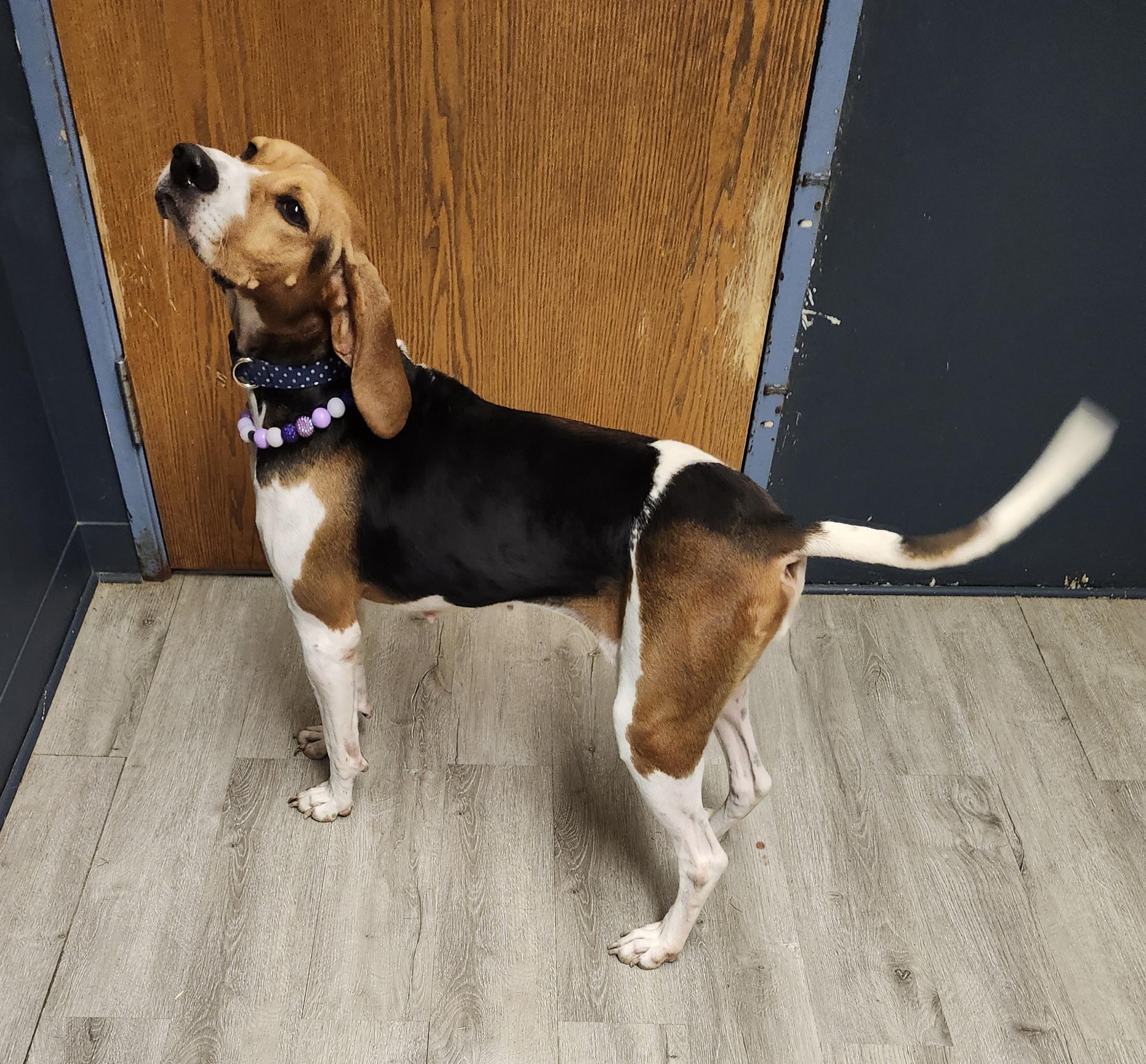 Enlarge Ginny, a Adoptable Treeing Walker Coonhound in Mansfield, OH image 2/4