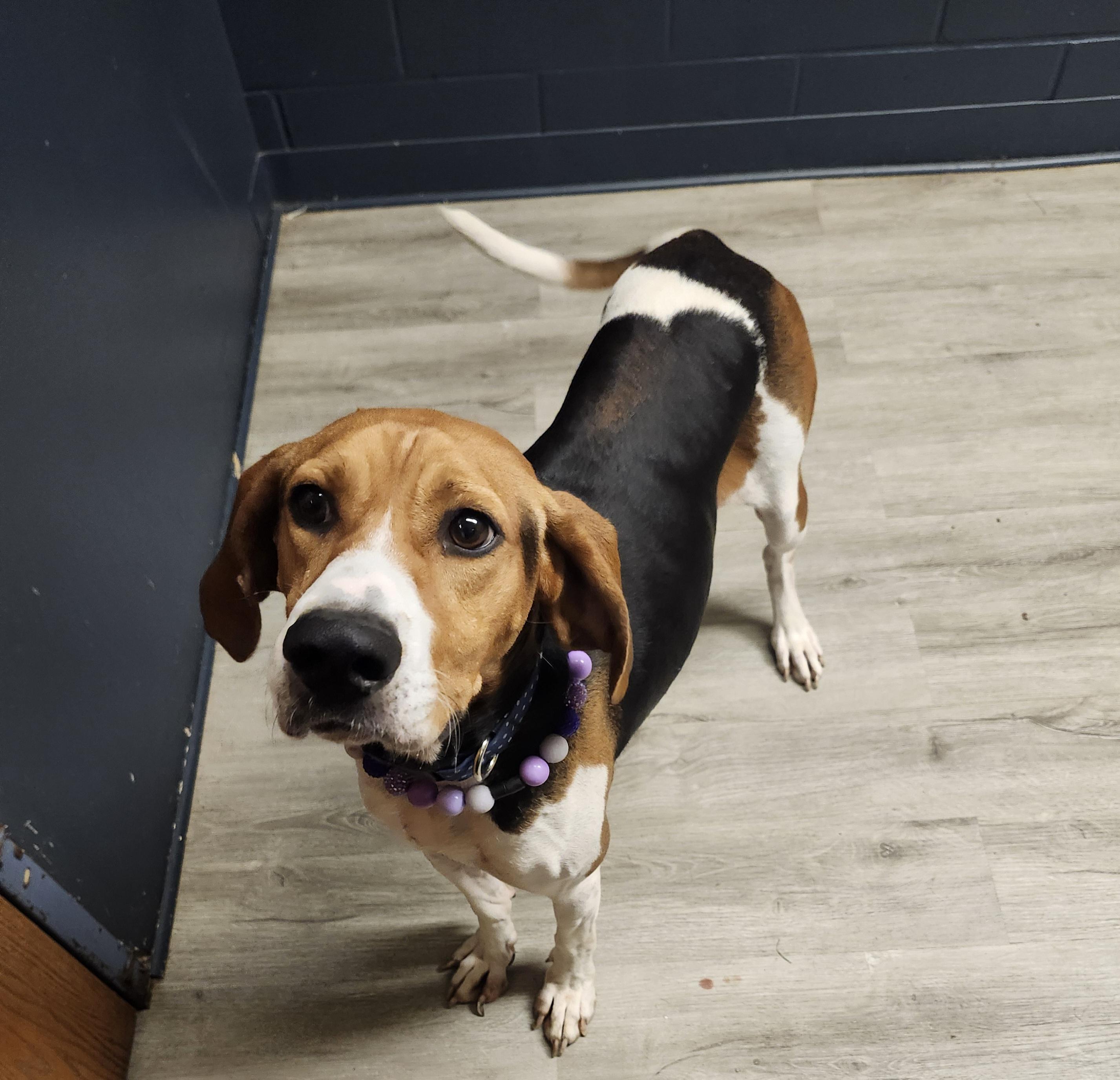Enlarge Ginny, a Adoptable Treeing Walker Coonhound in Mansfield, OH image 1/4