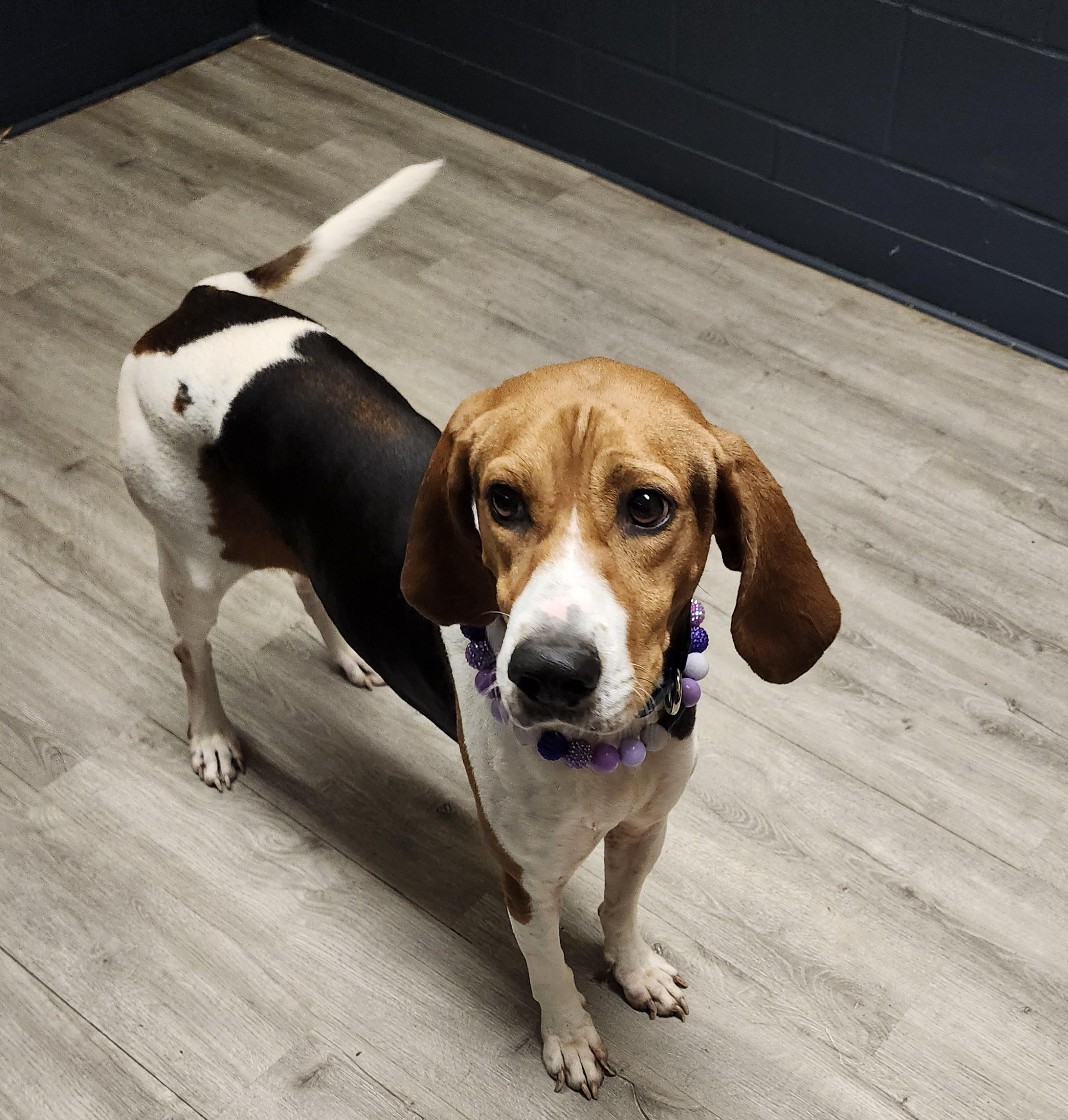 Enlarge Ginny, a Adoptable Treeing Walker Coonhound in Mansfield, OH image 3/4