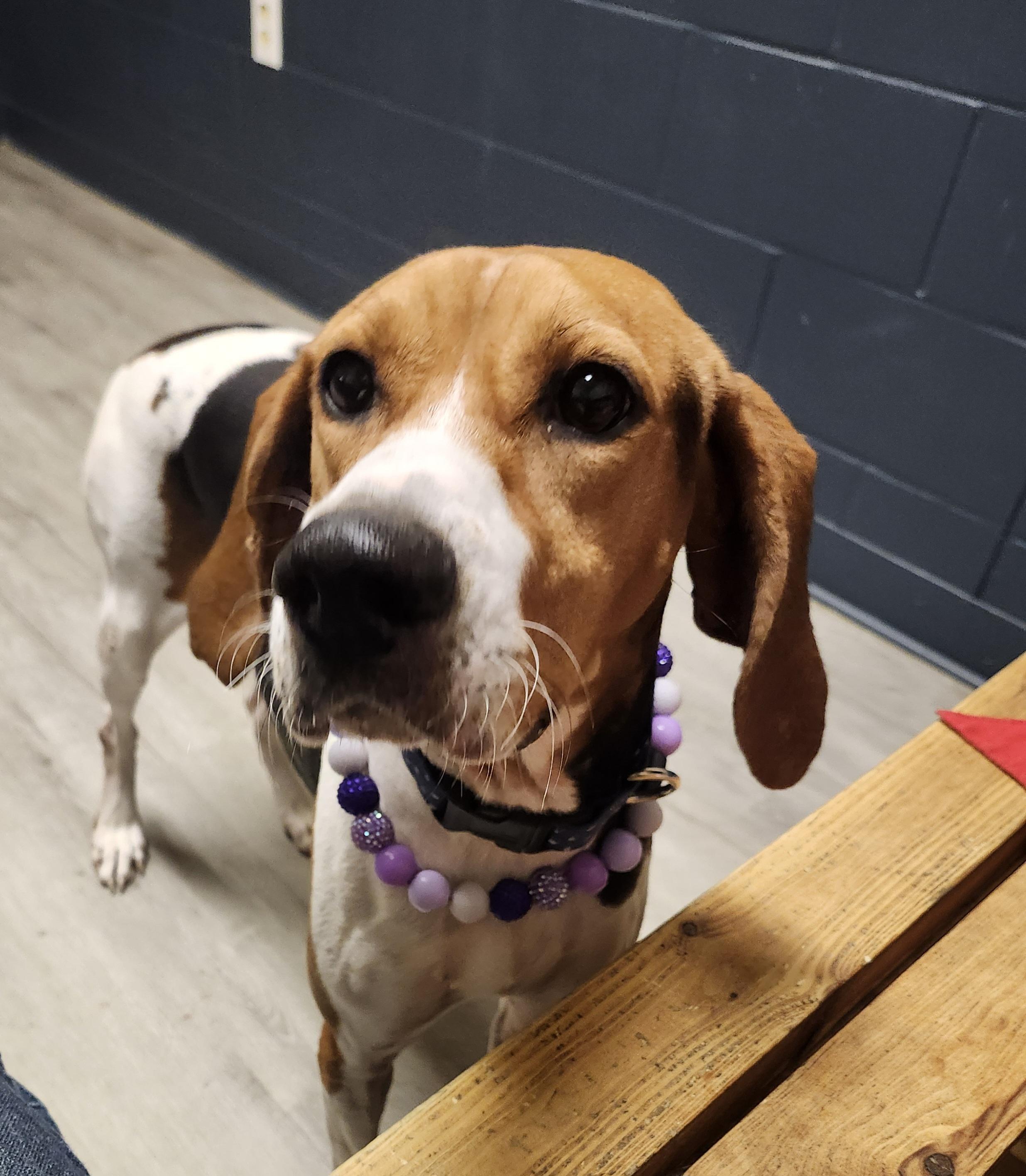 Enlarge Ginny, a Adoptable Treeing Walker Coonhound in Mansfield, OH image 4/4