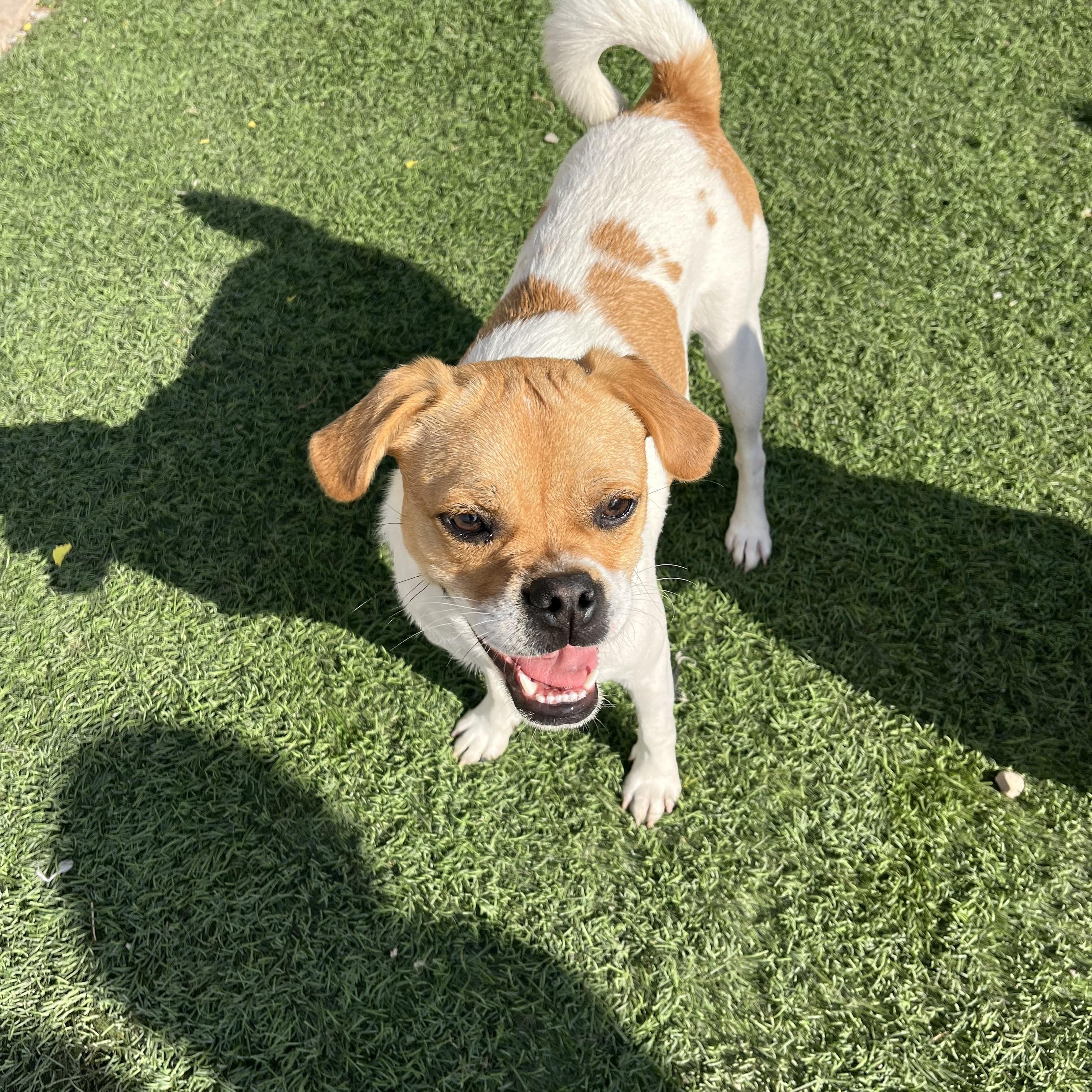 Enlarge Macy, a Adoptable mixed breed in Poway, CA image 2/5