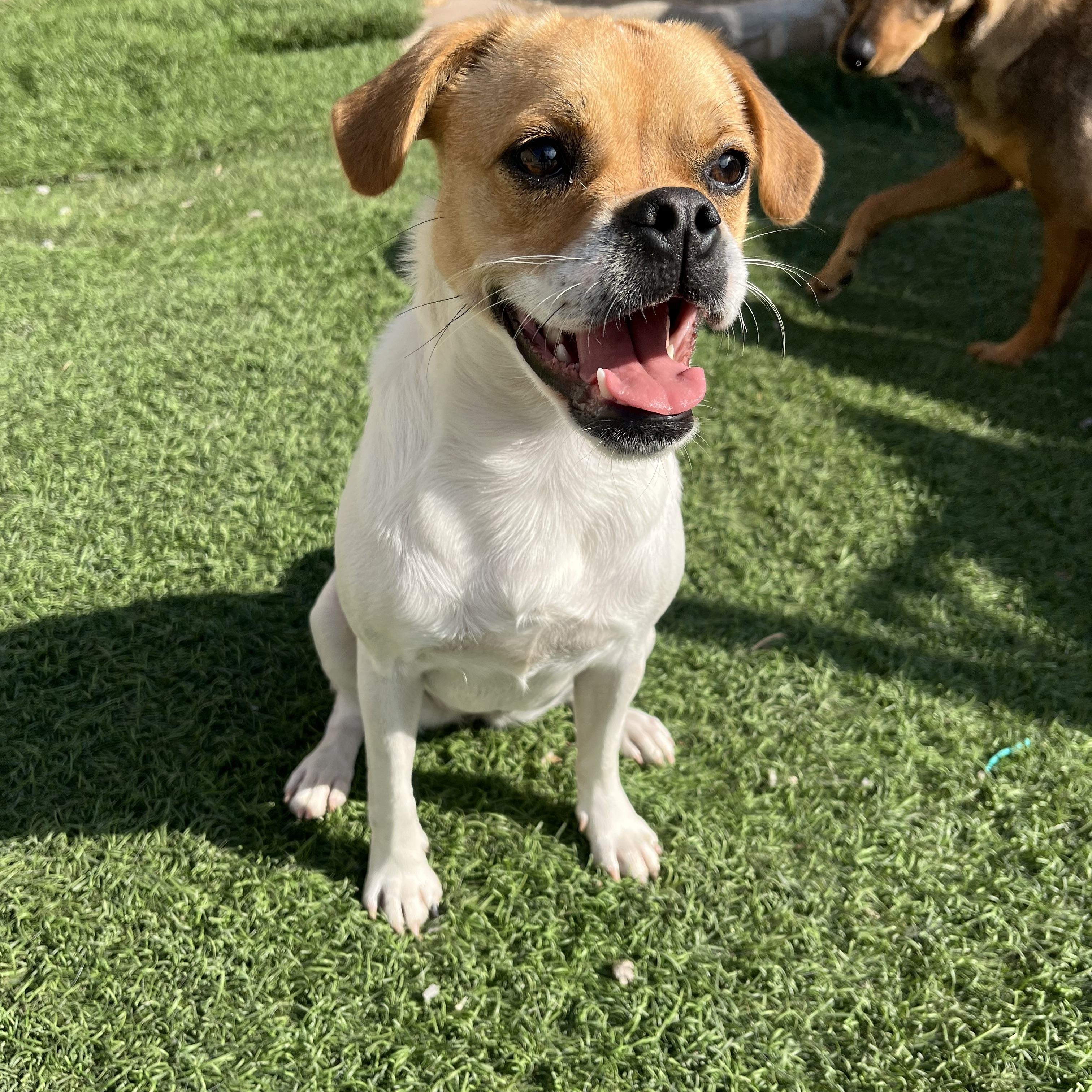 Enlarge Macy, a Adoptable mixed breed in Poway, CA image 3/5