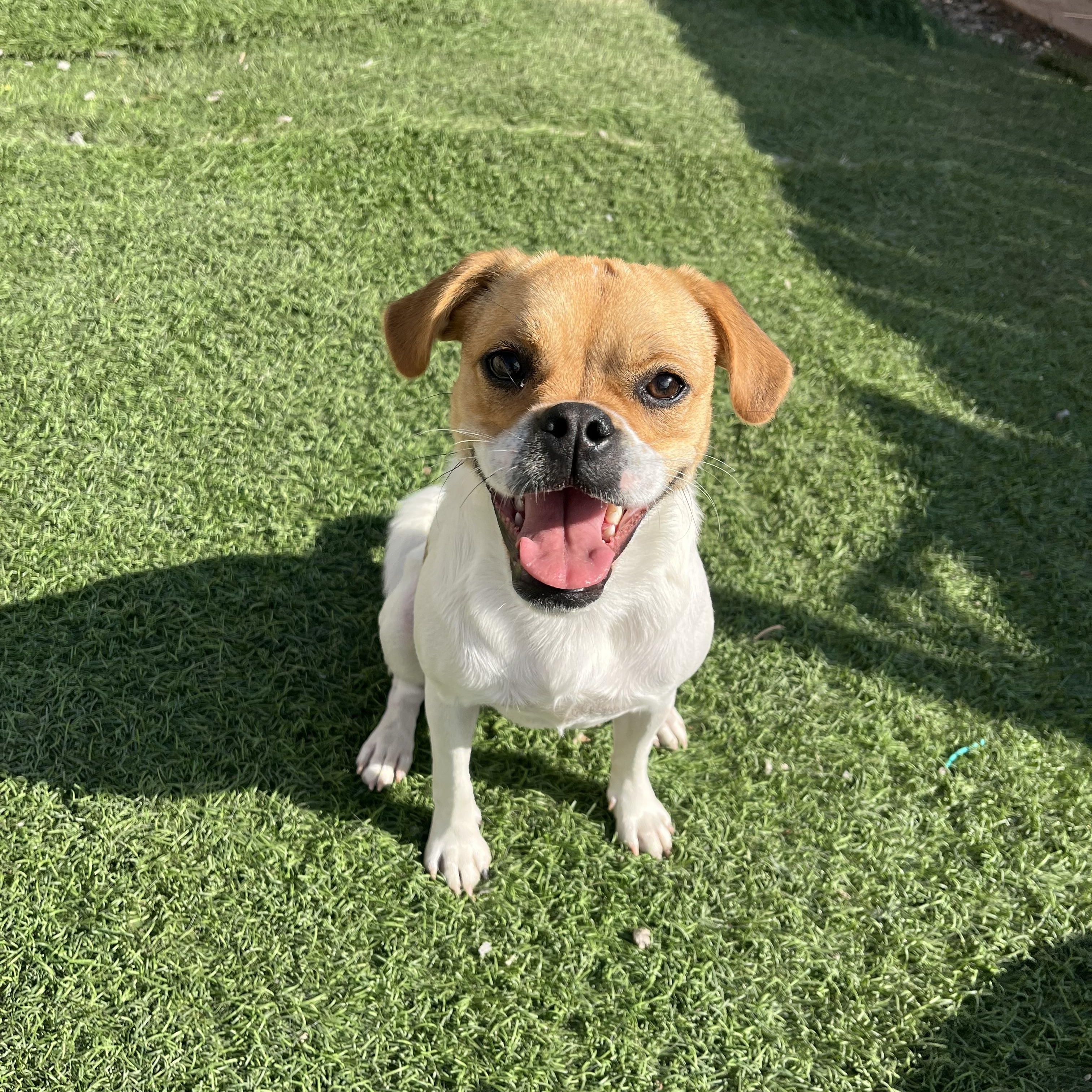 Enlarge Macy, a Adoptable mixed breed in Poway, CA image 4/5