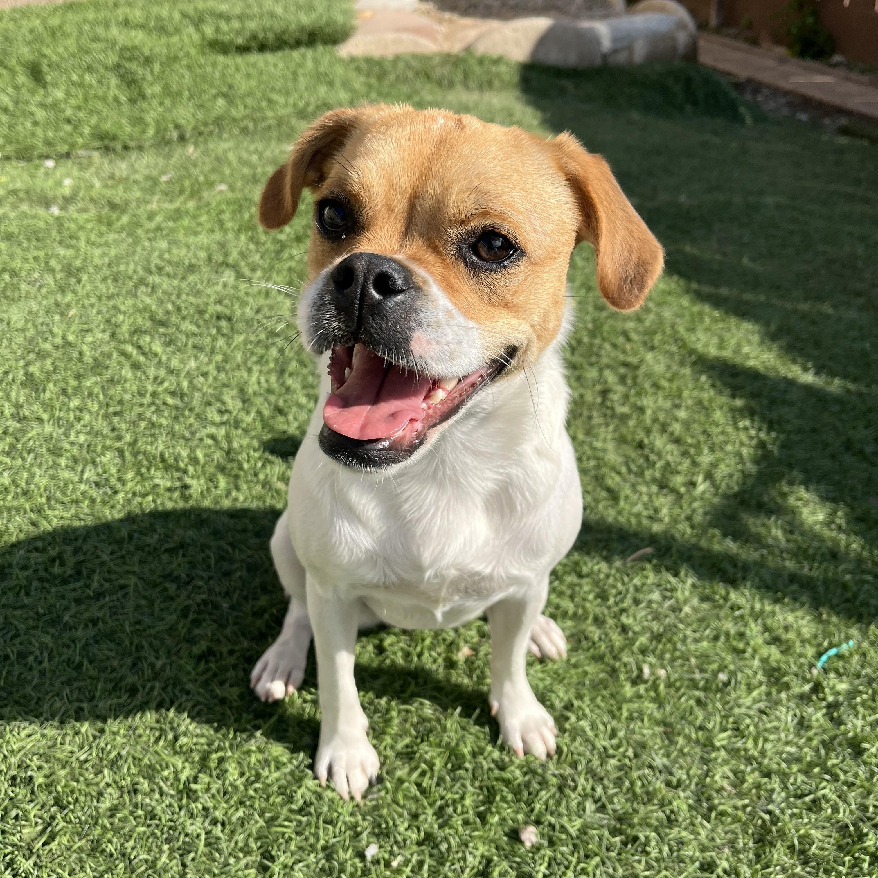 Enlarge Macy, a Adoptable mixed breed in Poway, CA image 5/5