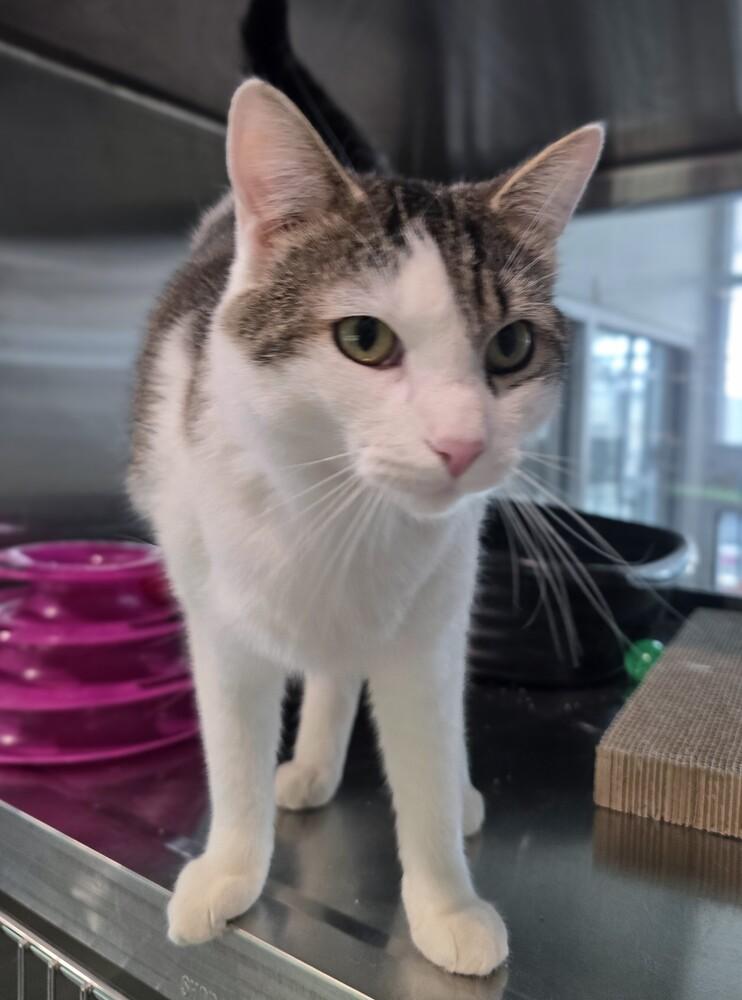 Scooter, Adoptable, Adult Male Domestic Short Hair.