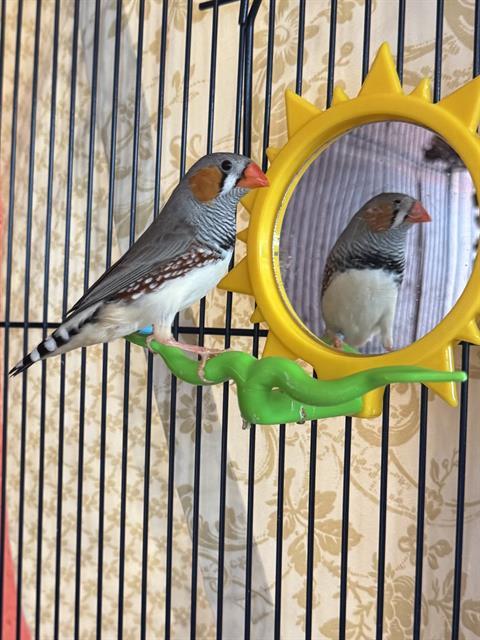 WOODY, Adoptable, Young Male Finch.