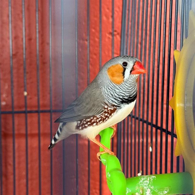 Enlarge WOODY, a Adoptable Finch in Centerville, MA image 1/1