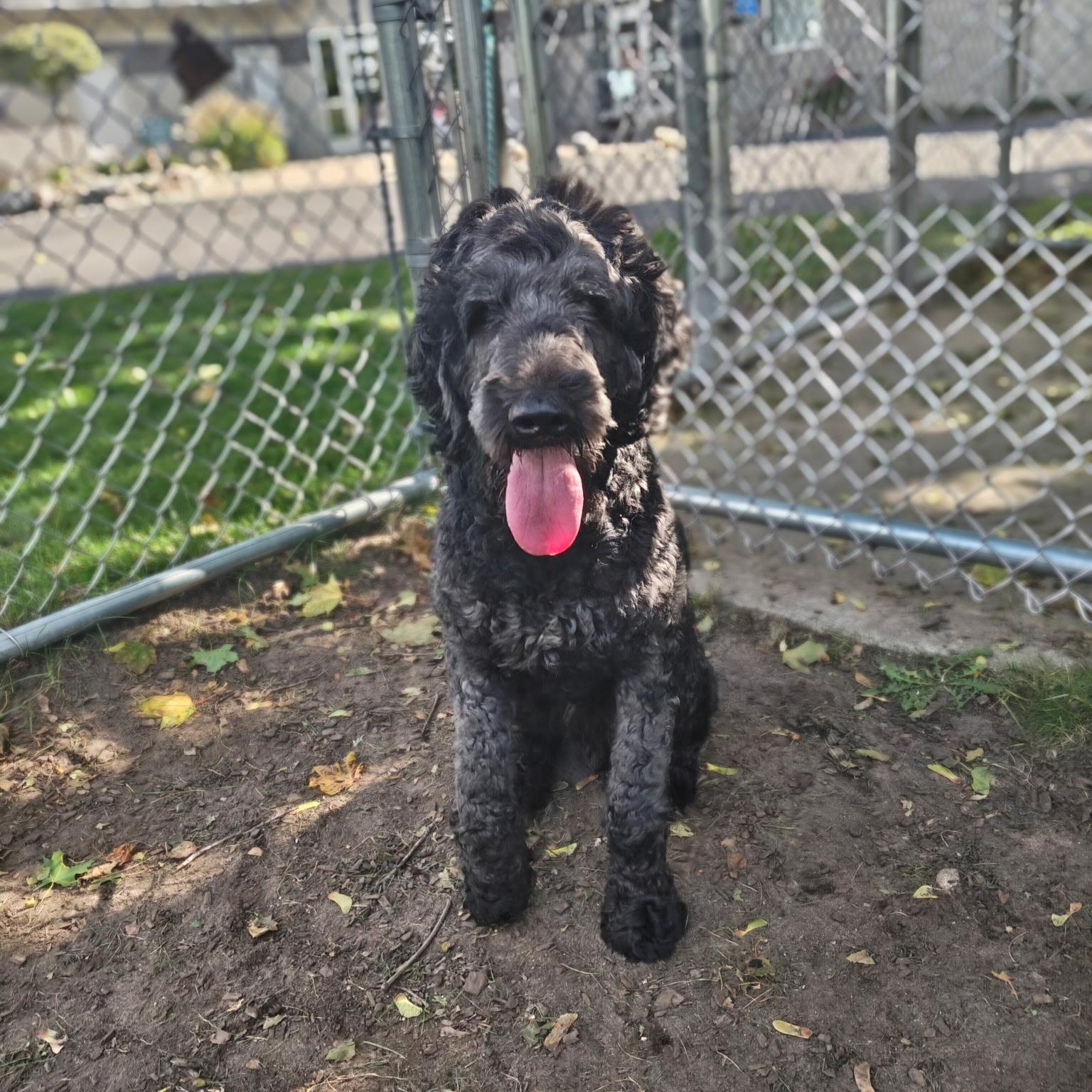 Enlarge Rufus, a Adoption Pending Labradoodle in Mount Pleasant, MI image 2/5