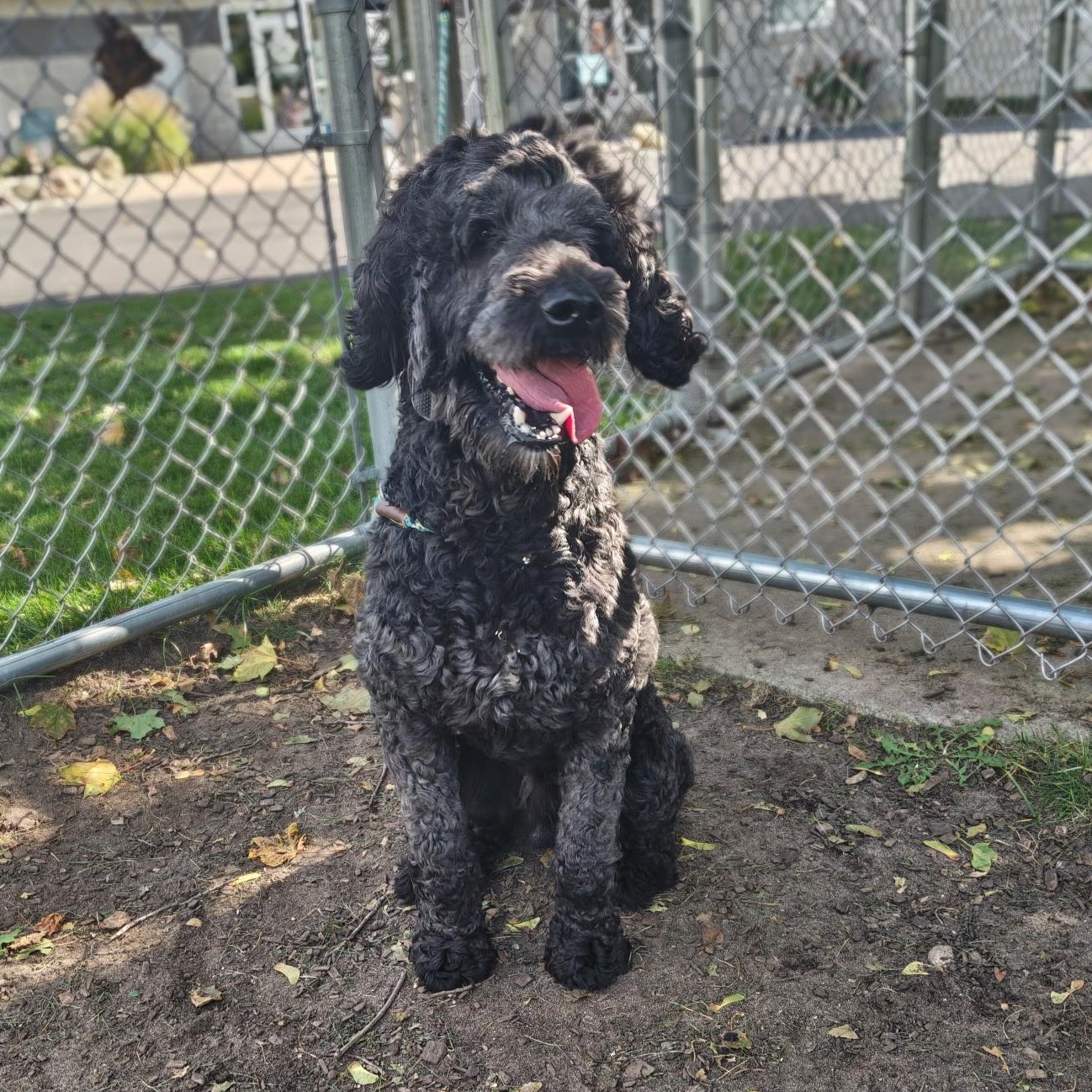 Enlarge Rufus, a Adoption Pending Labradoodle in Mount Pleasant, MI image 5/5